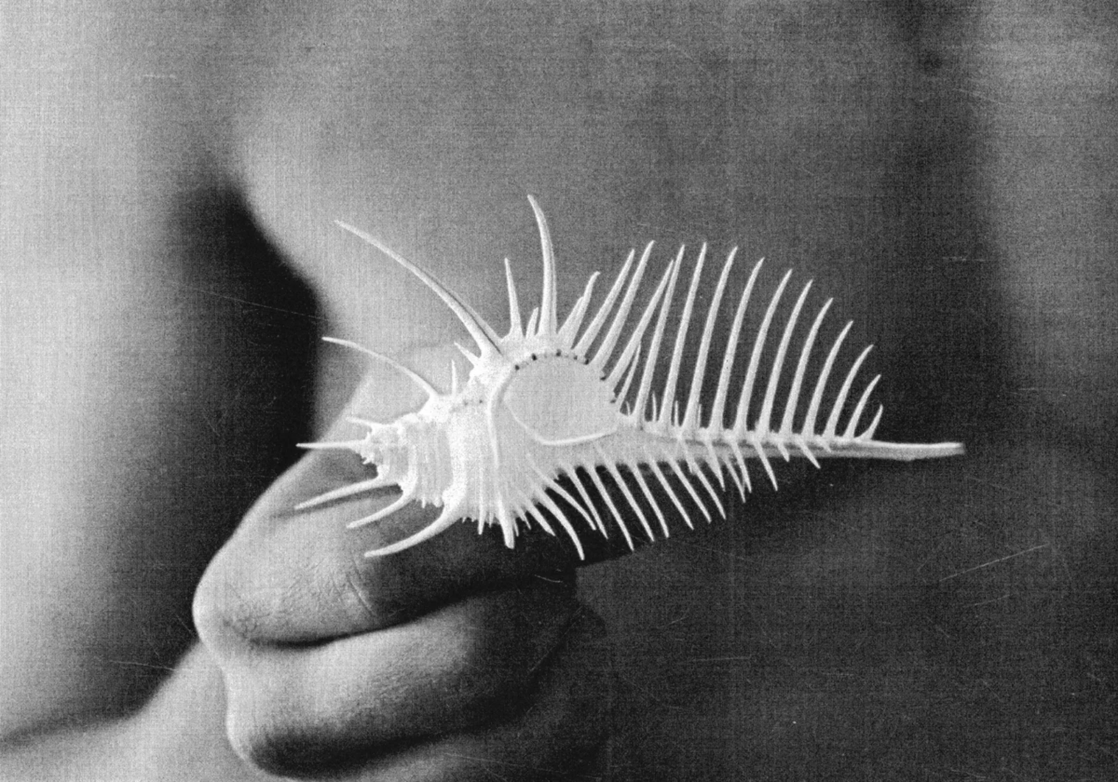 Shell (mineral eroticism)