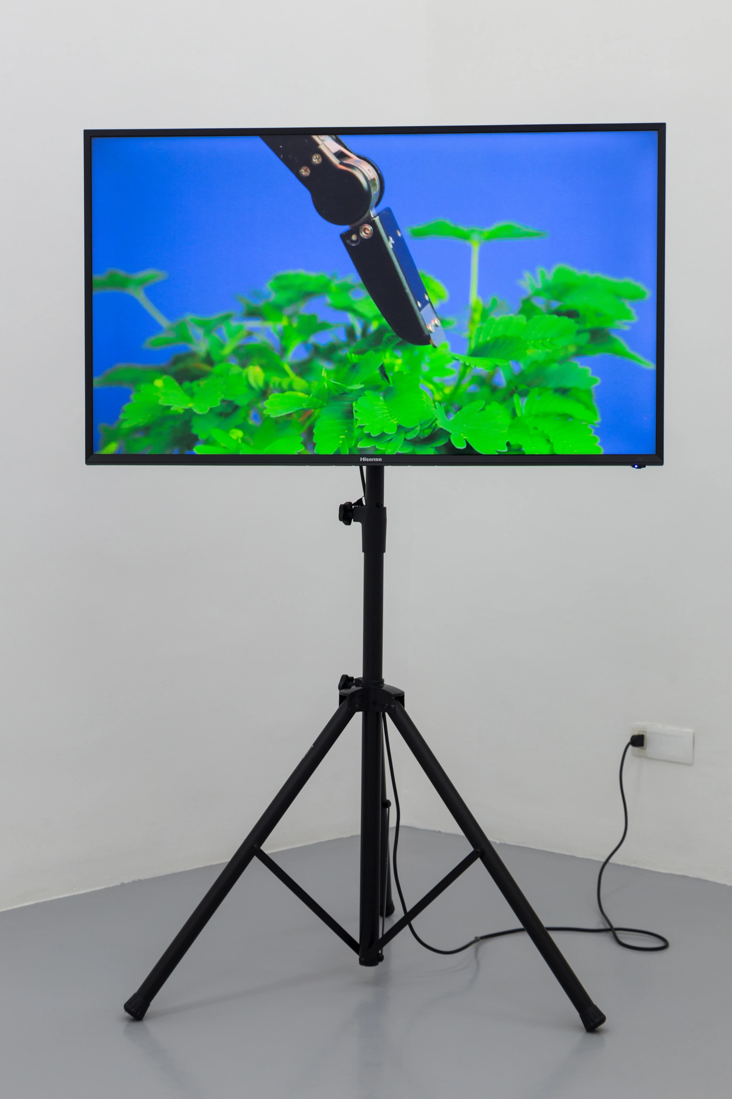 The Pudic Relation Between Machine and Plant