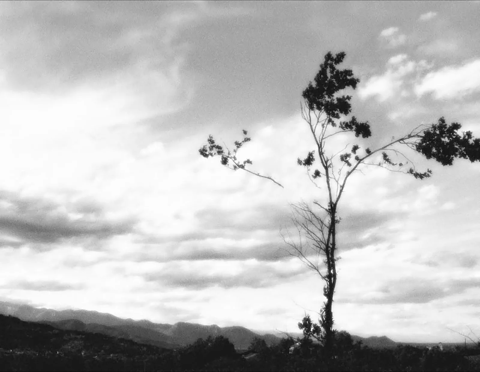 Open trees #2