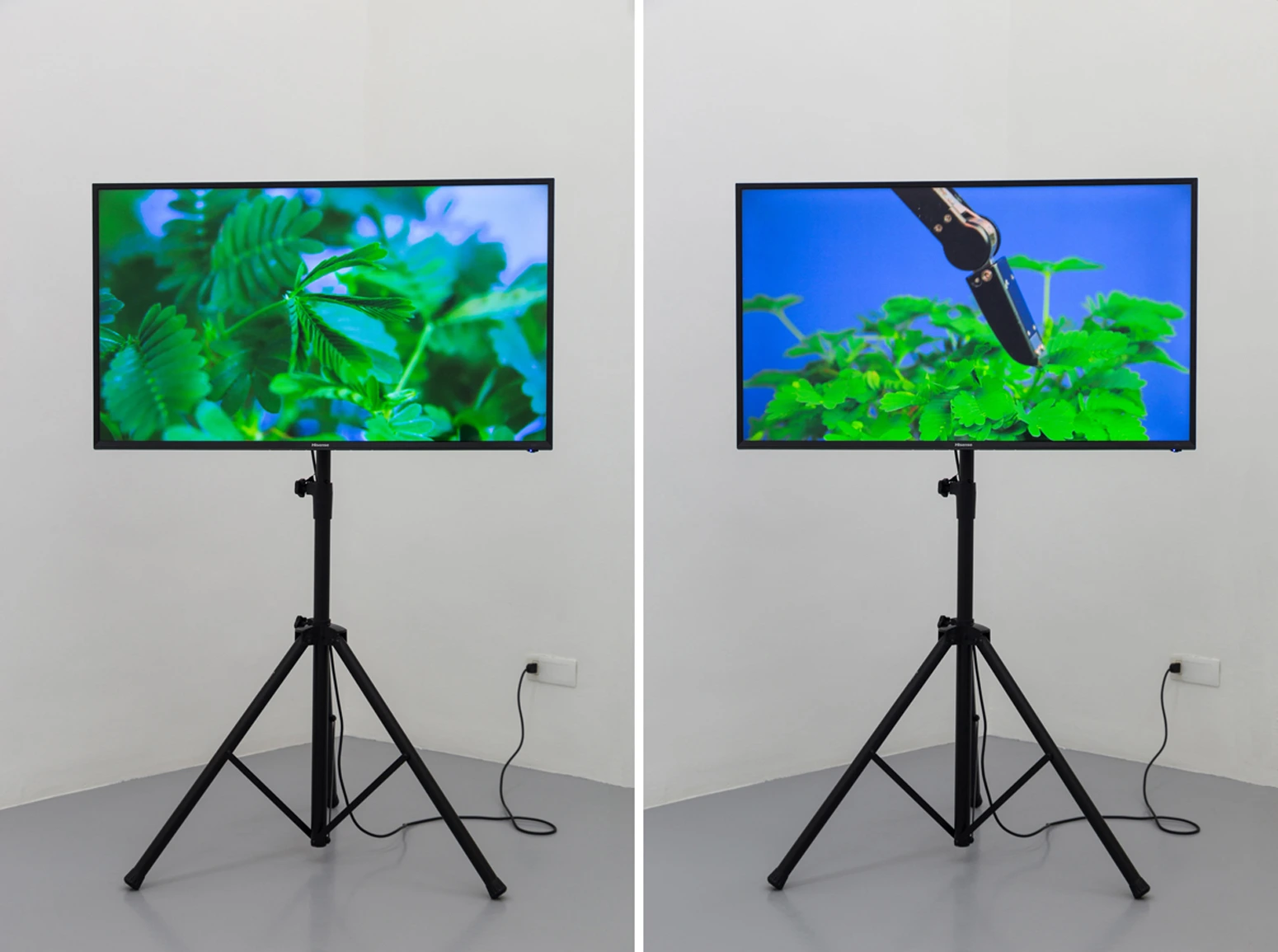 The Pudic Relation Between Machine and Plant