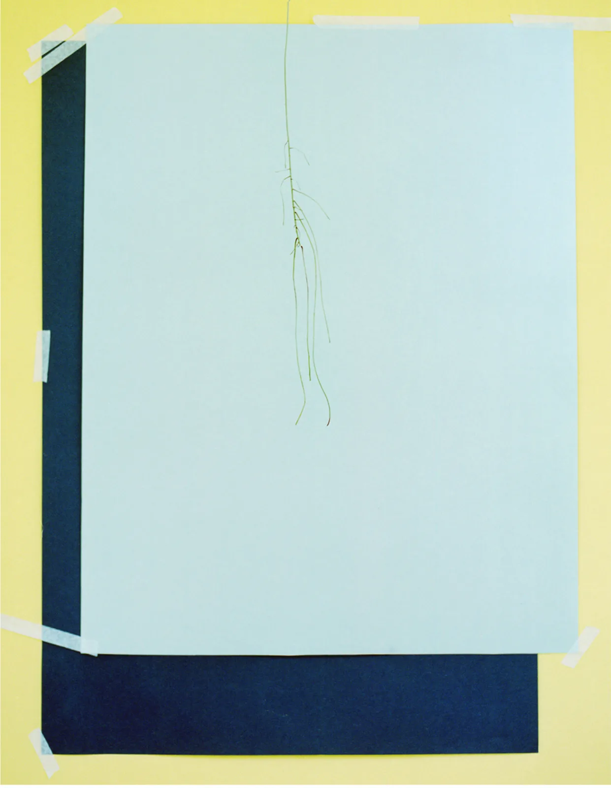 Tendril