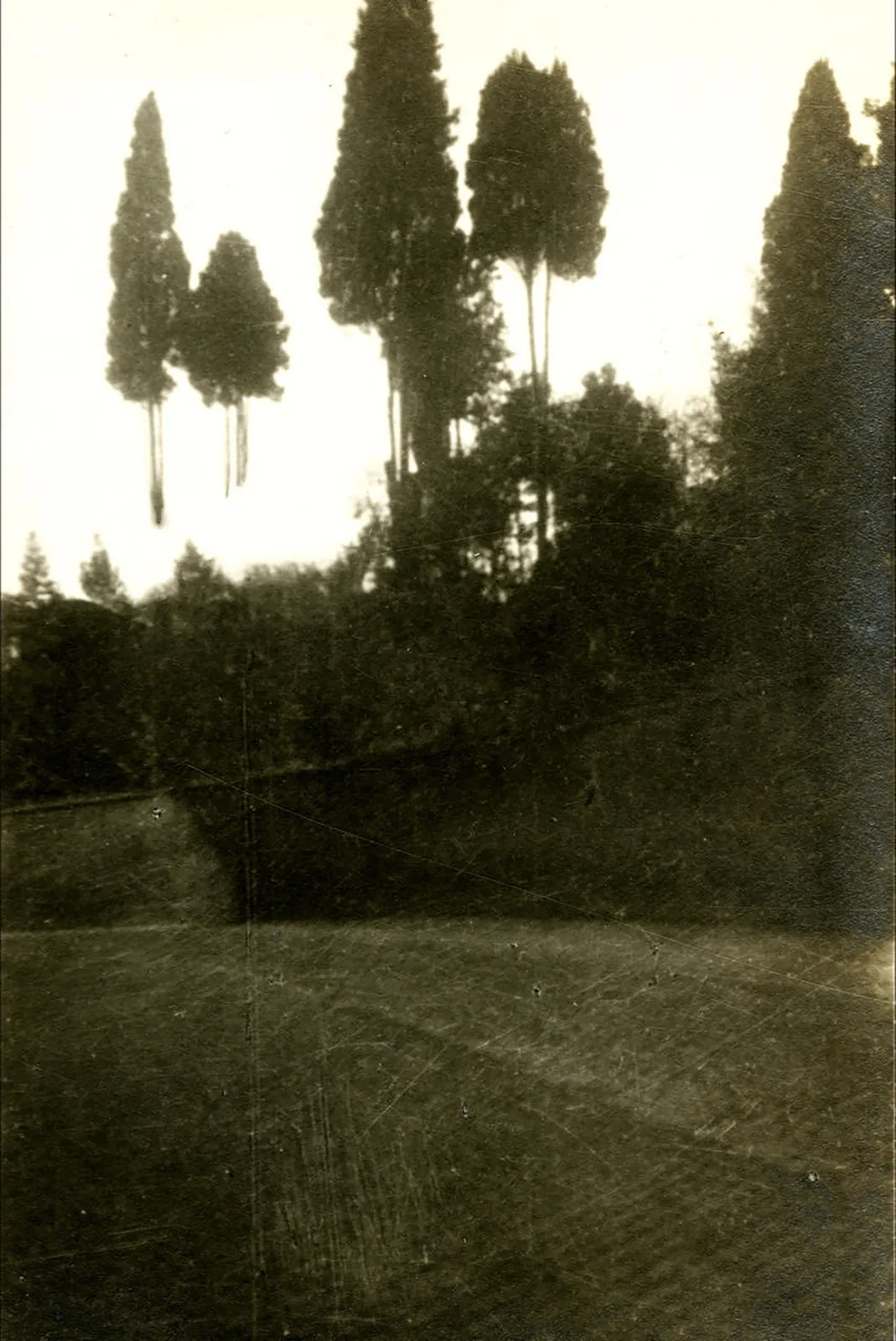 Open trees #5