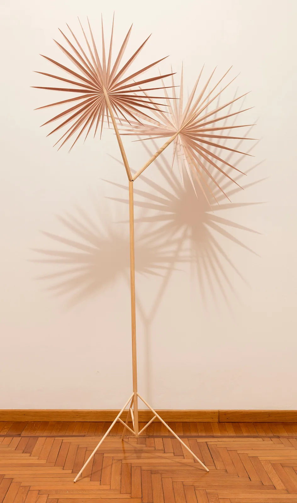 The Sun or an Electric Light (Bismarkia Palm)
