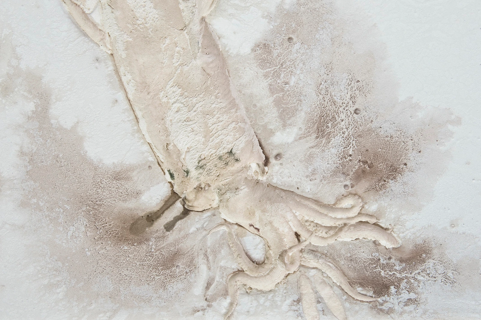 La grande seiche II
