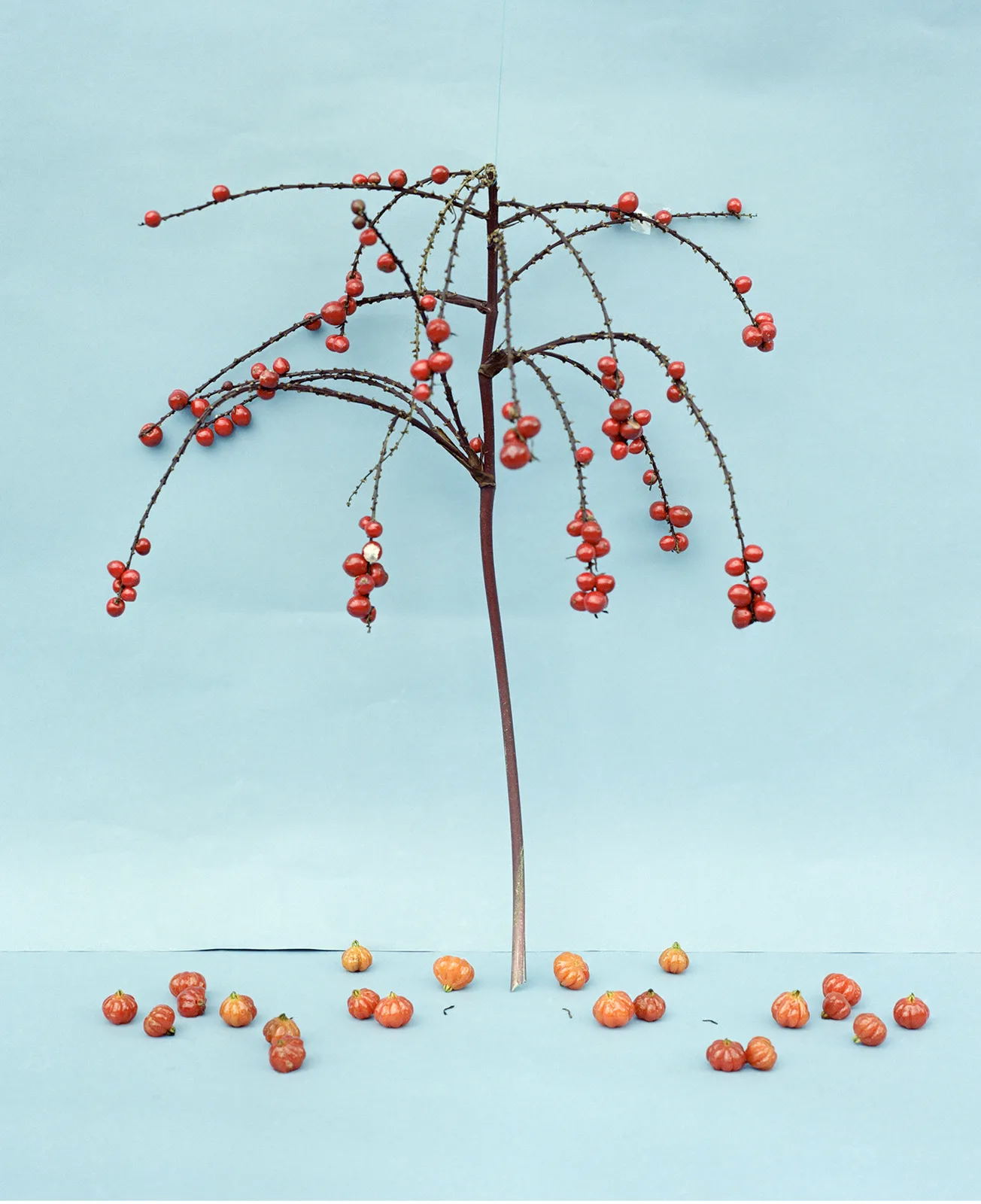Tree I. (Pitangueira)