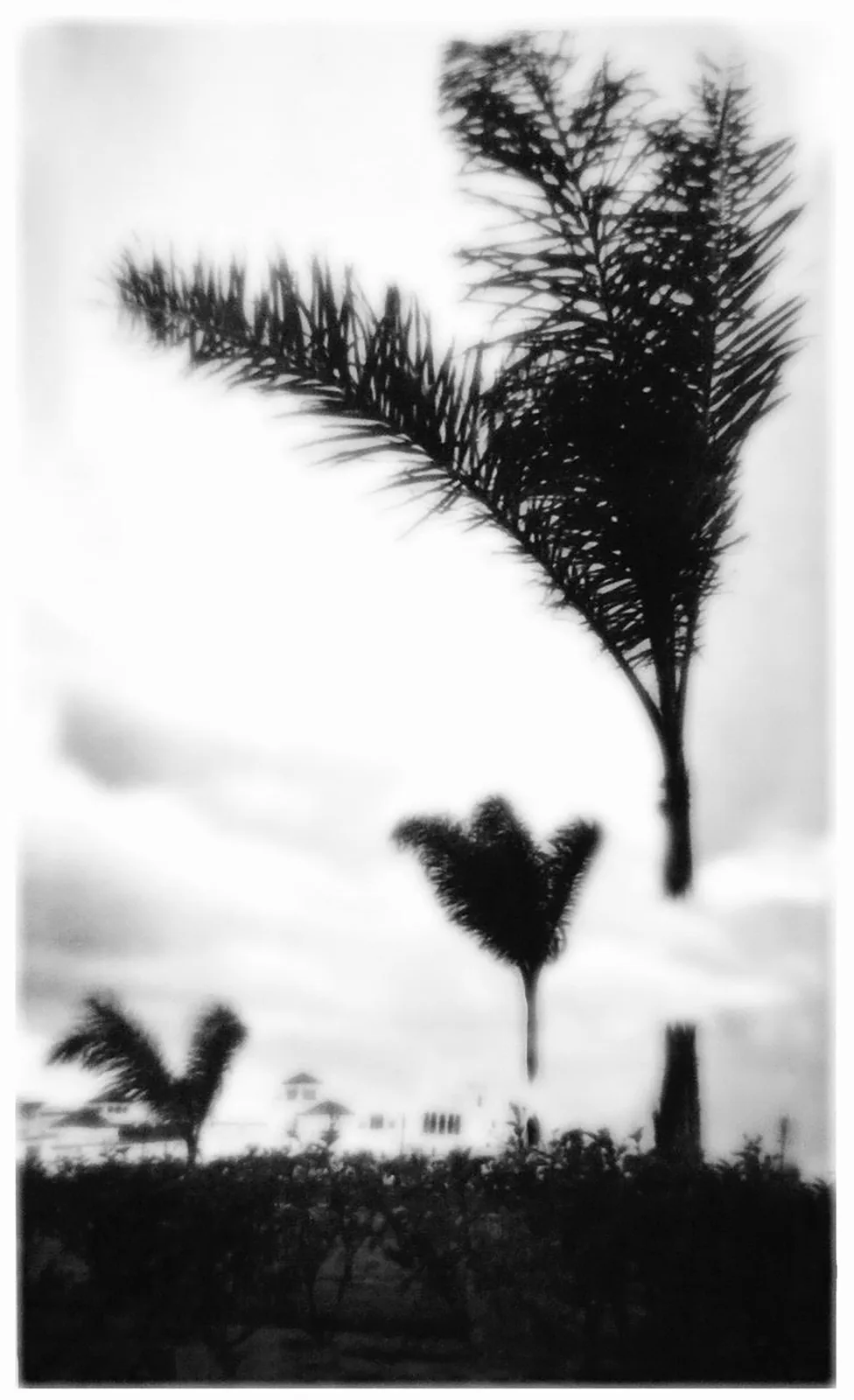 Open trees #1