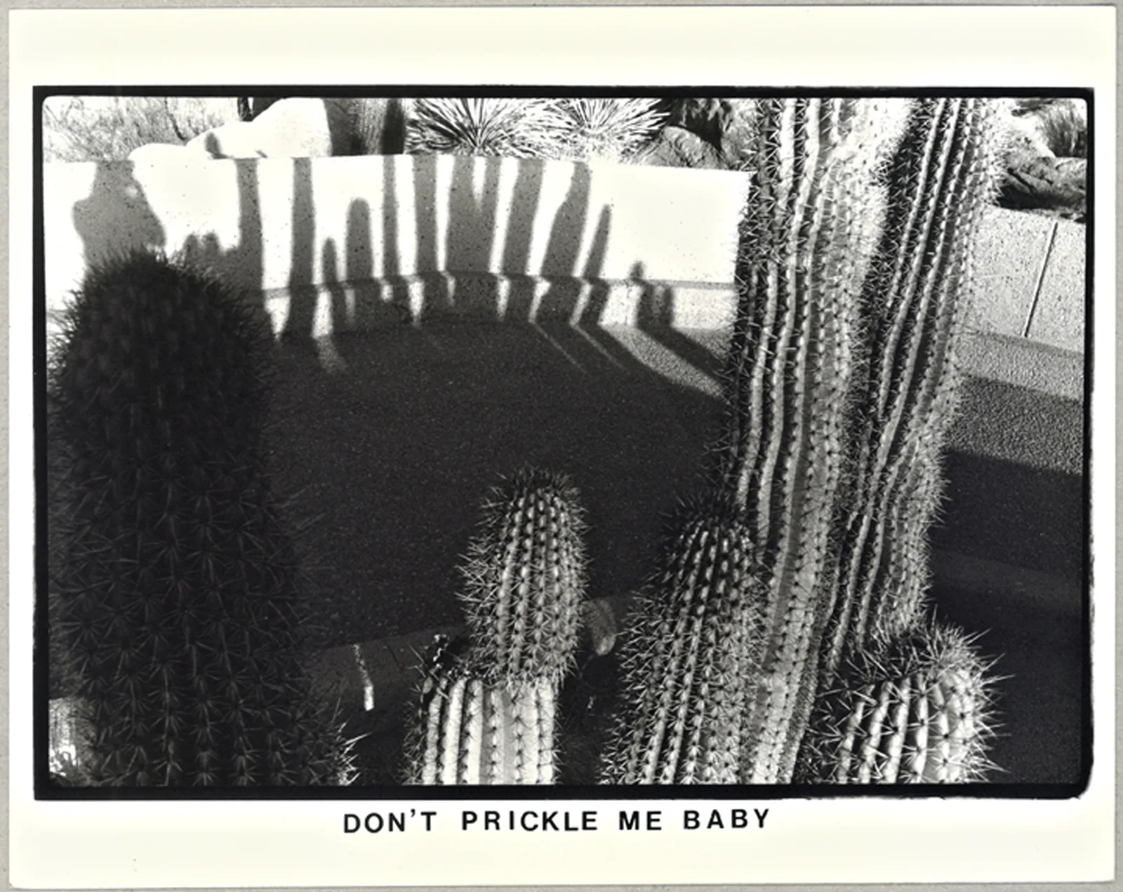 Don't Prickle Me Baby