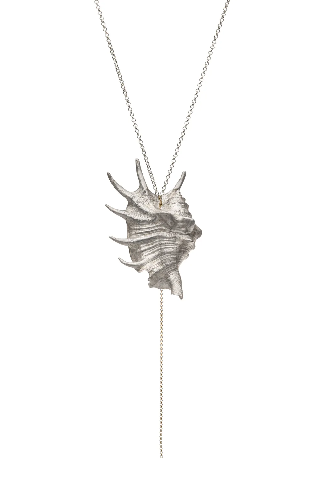 Shell (Spider Conch)
