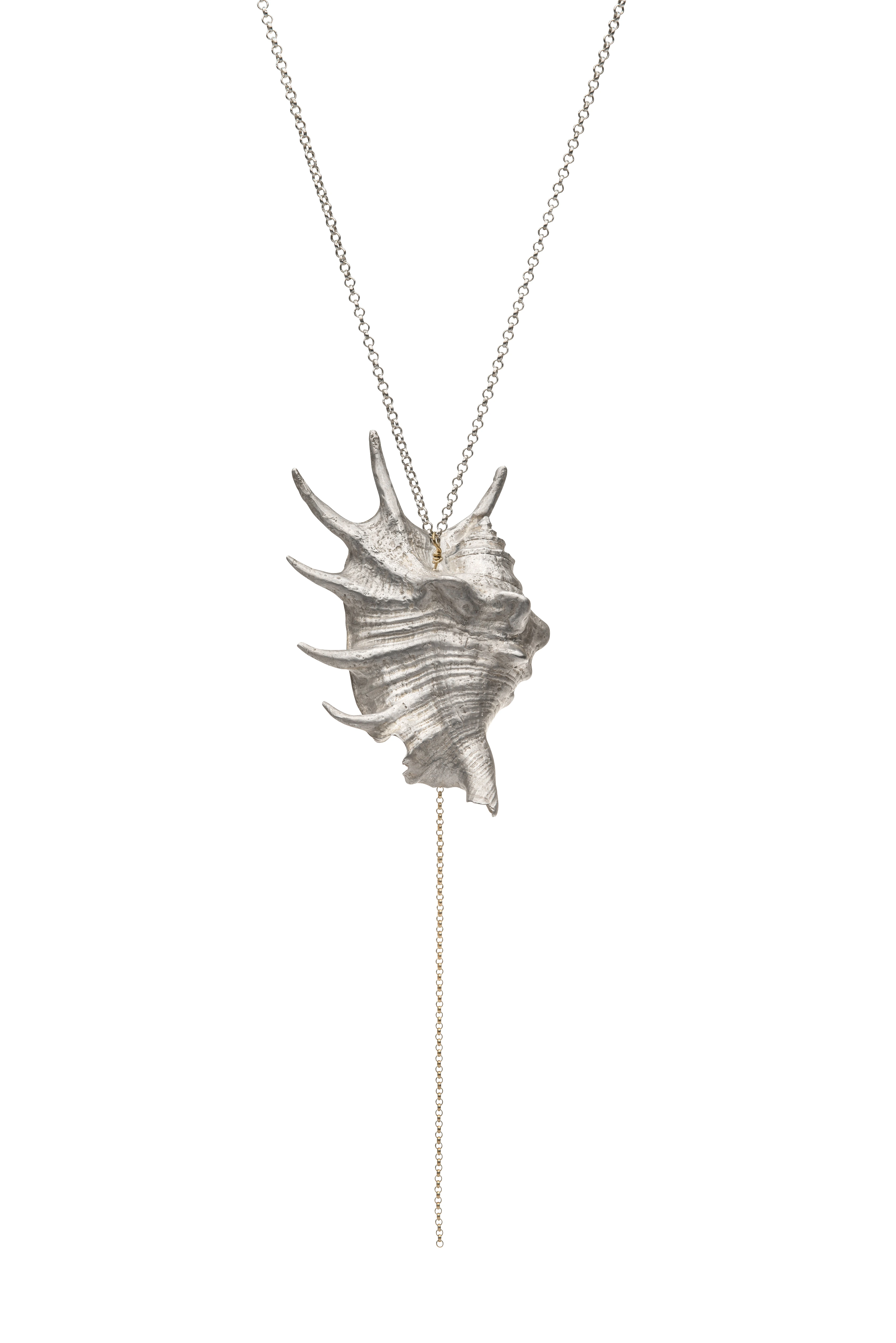 Shell (Spider Conch)