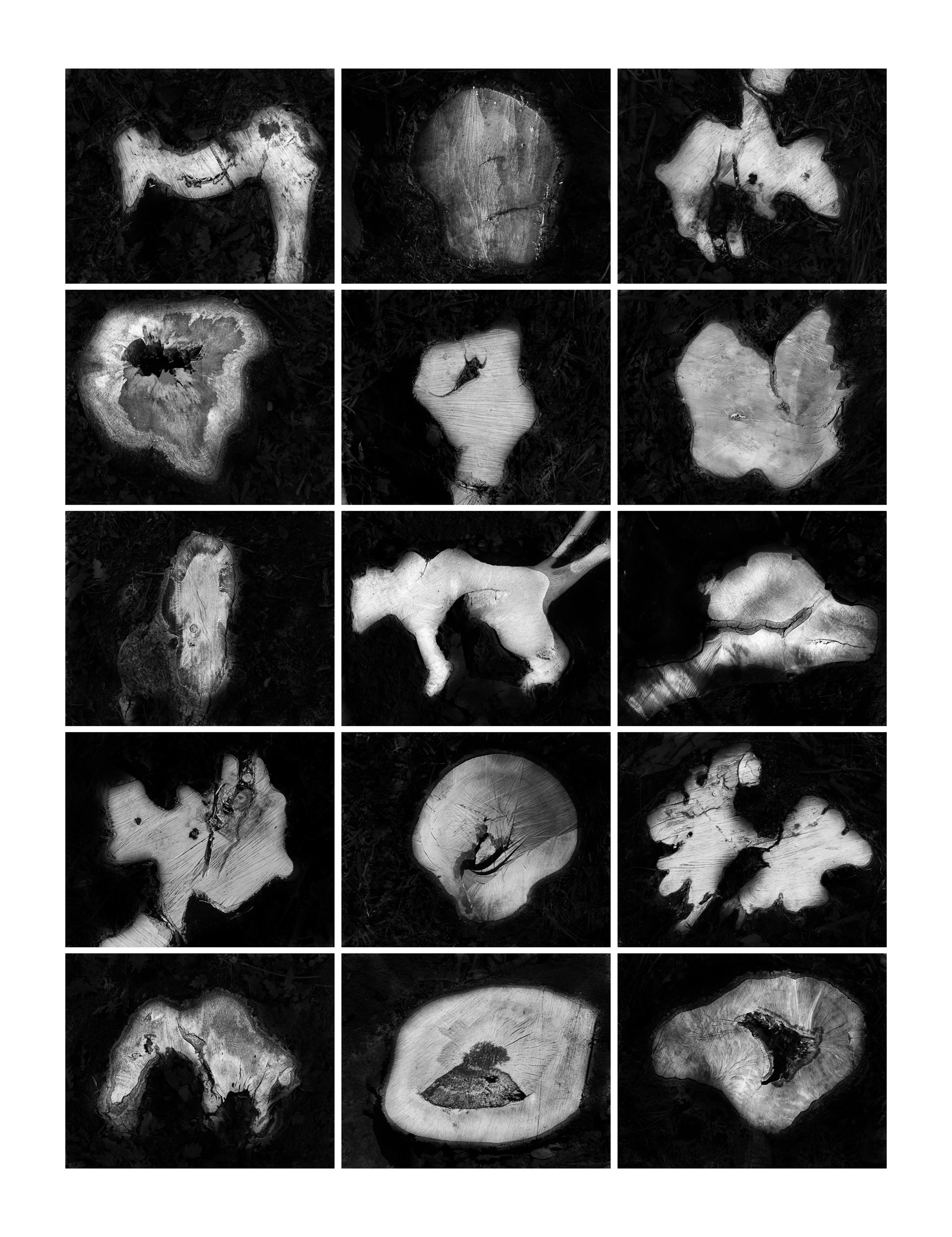 Ceppi, Polyptyc, 15 images