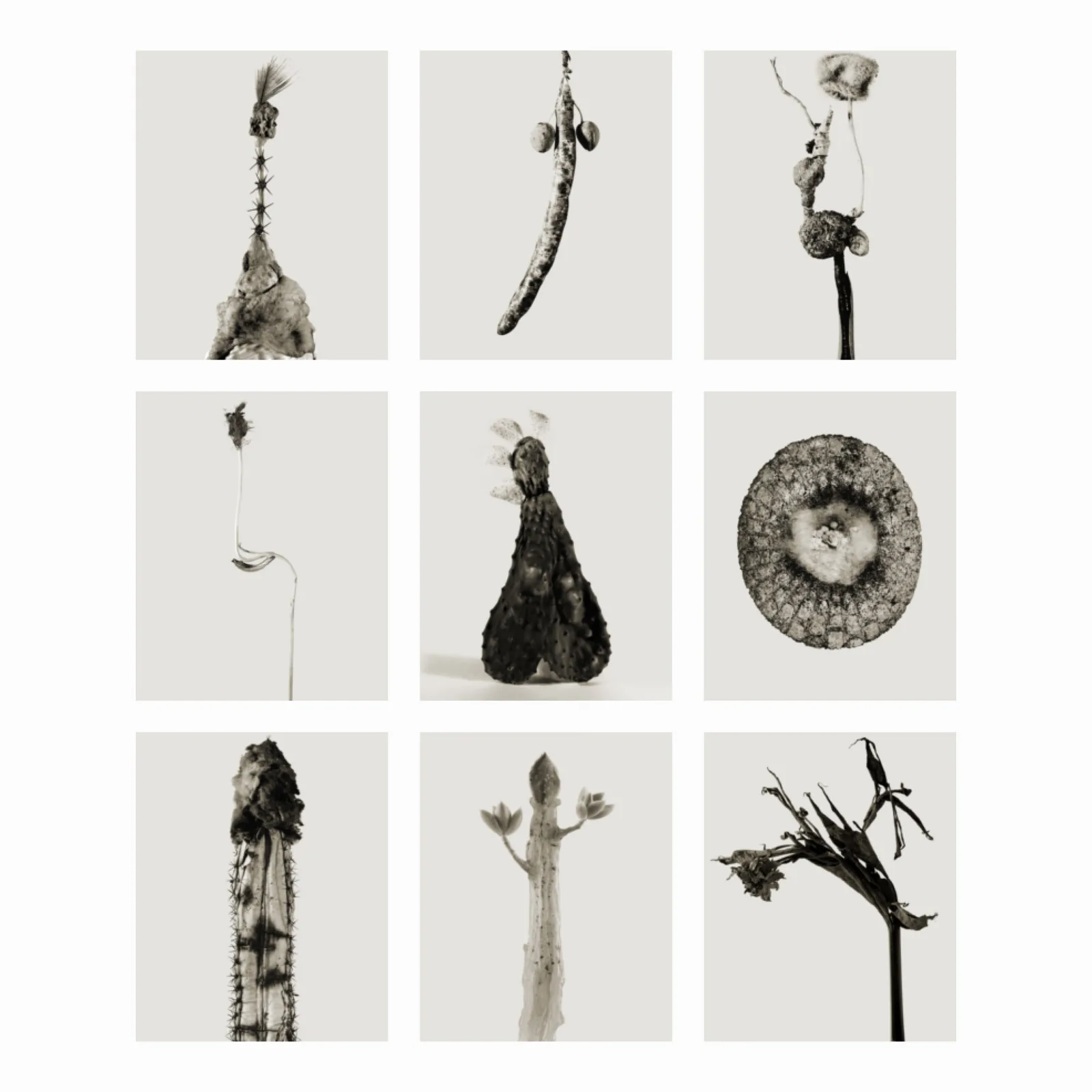 Herbarium (9 Images)