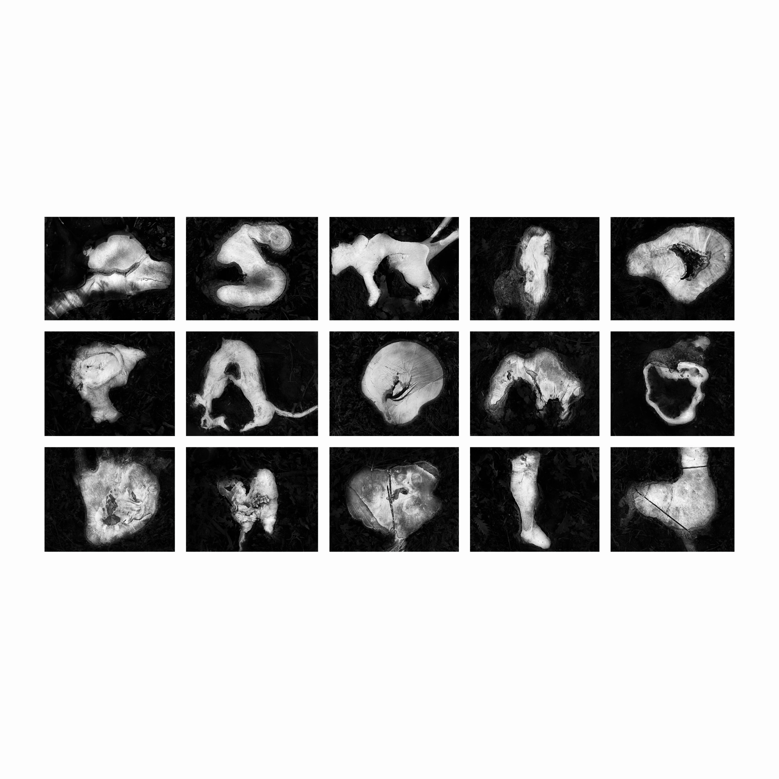 Ceppi, Polyptyc, 15 images