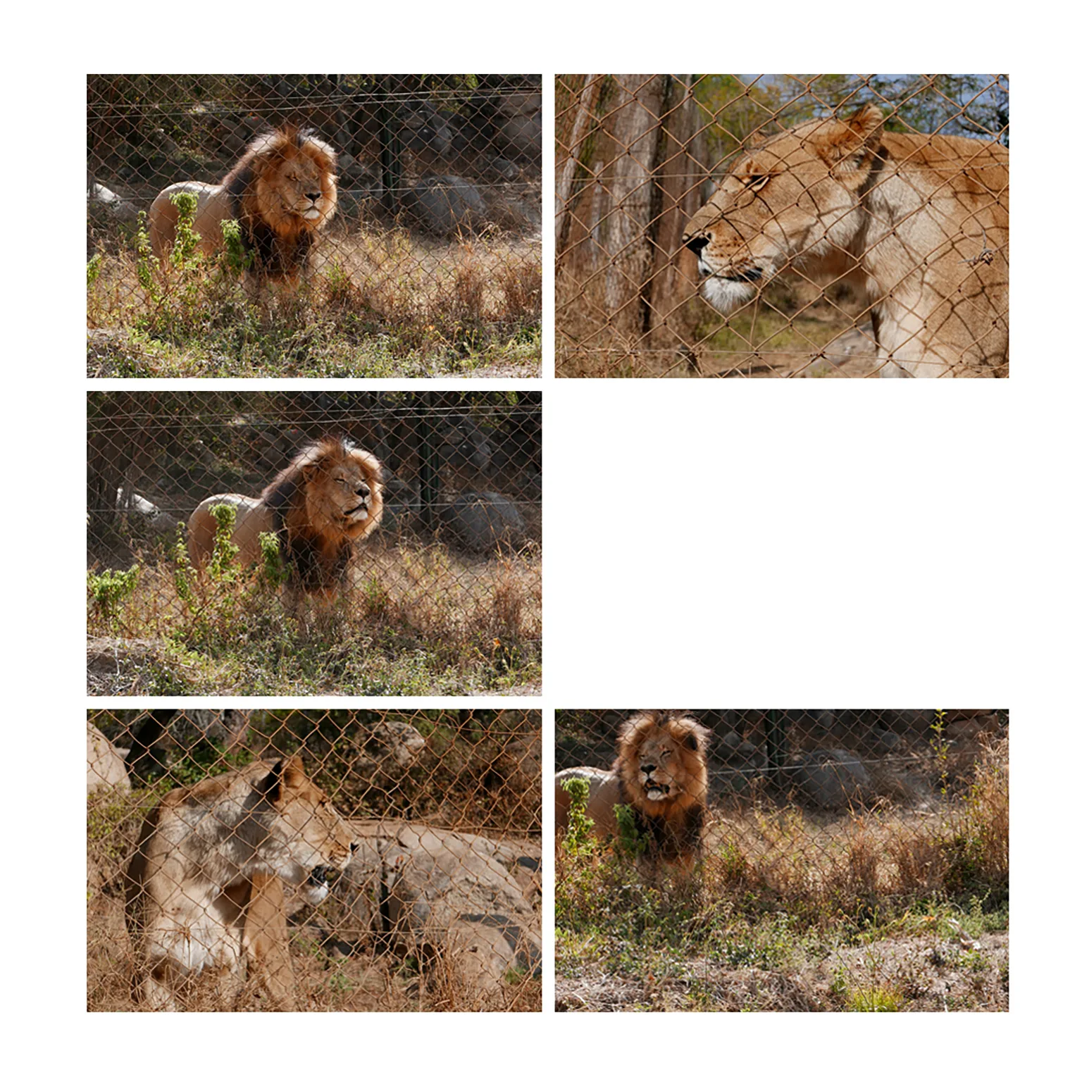 Safari