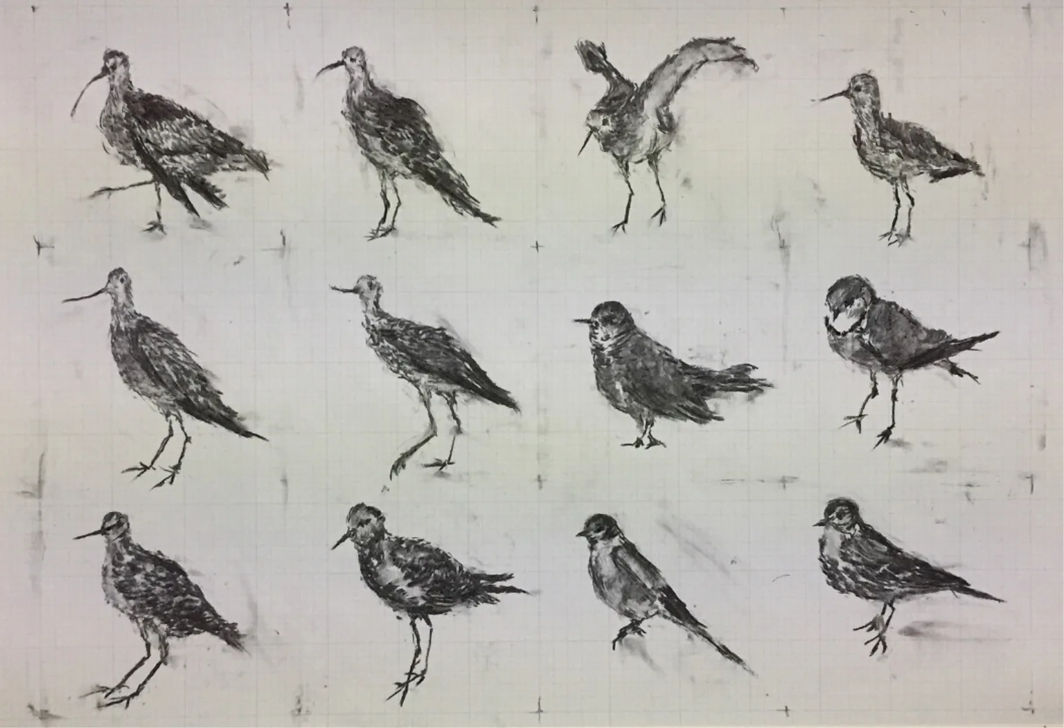 Migratory Birds