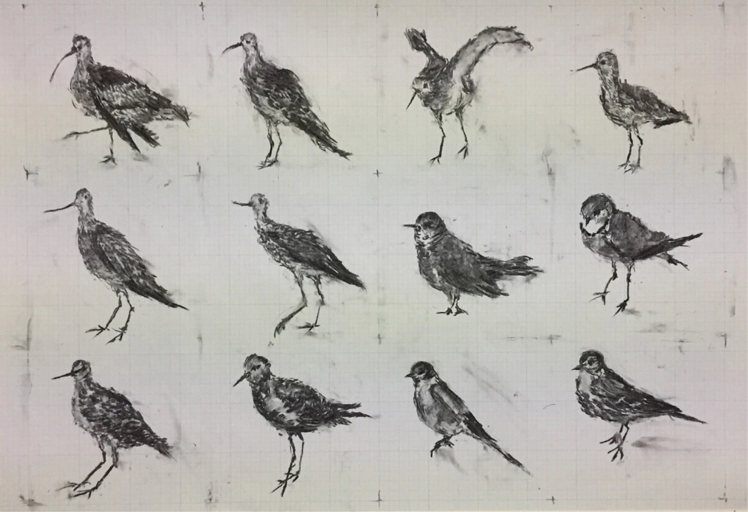 Migratory Birds