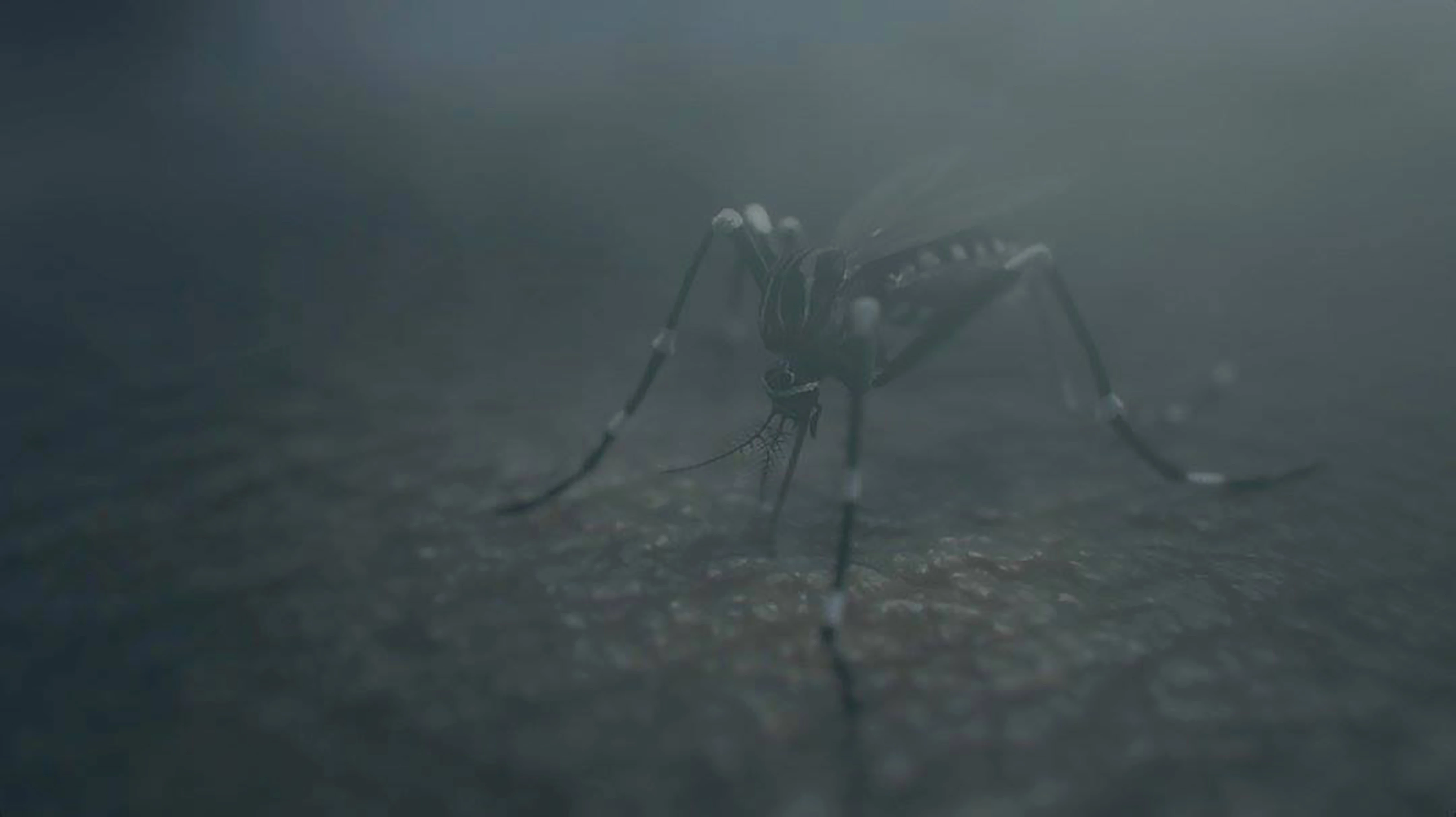 Aedes Aegypti