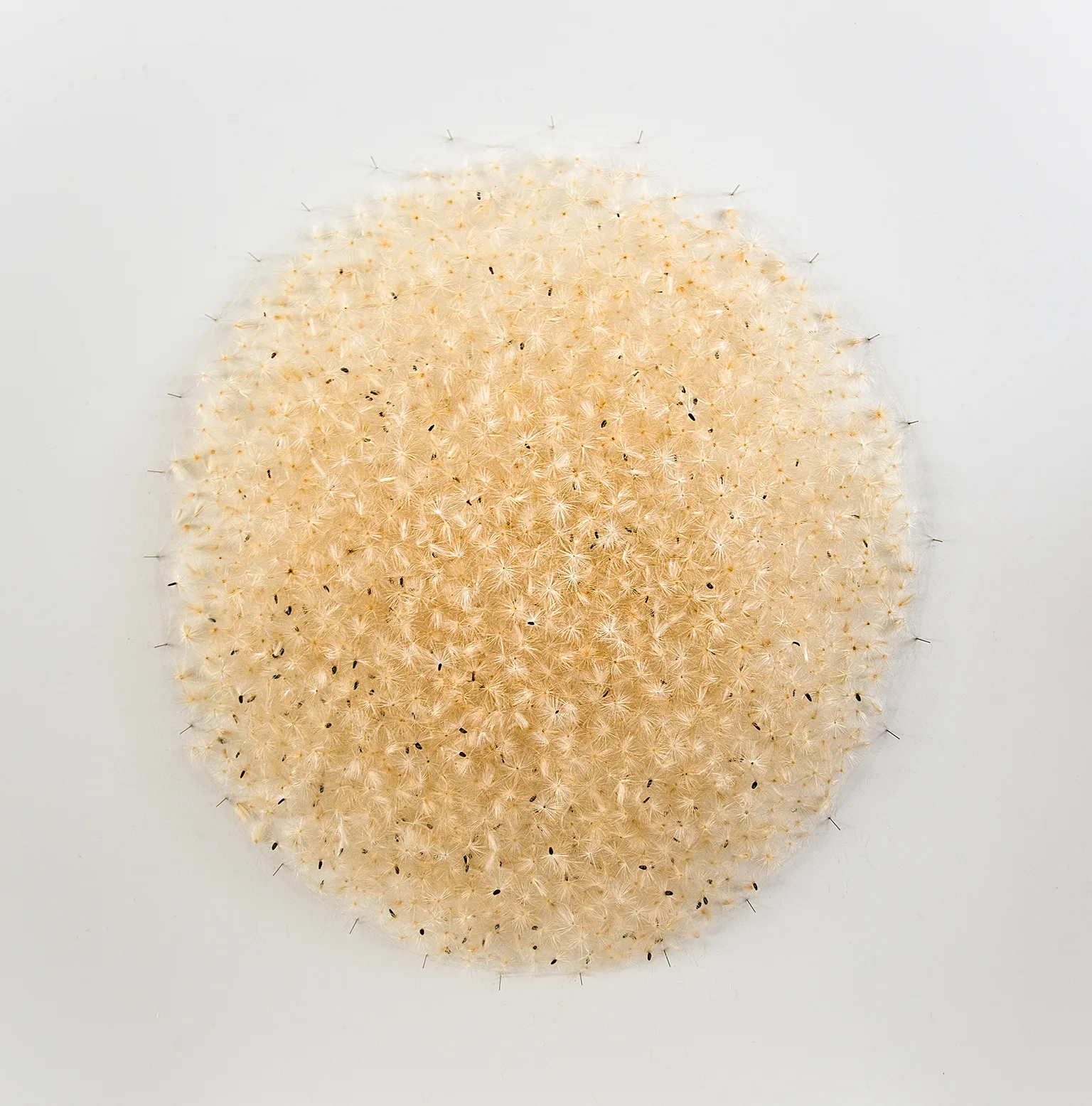 SAMENWOLKE