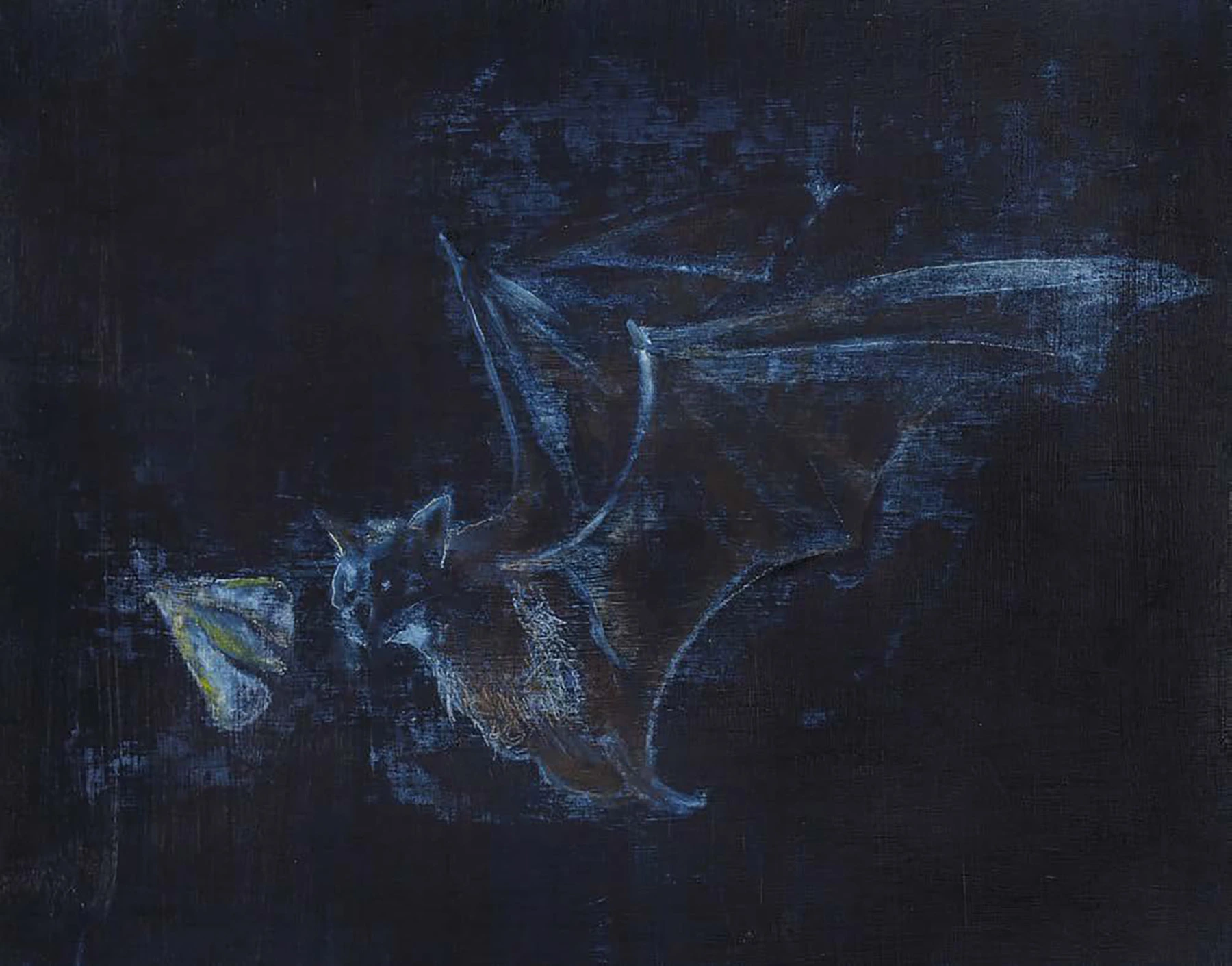 Bat Hunting Moth