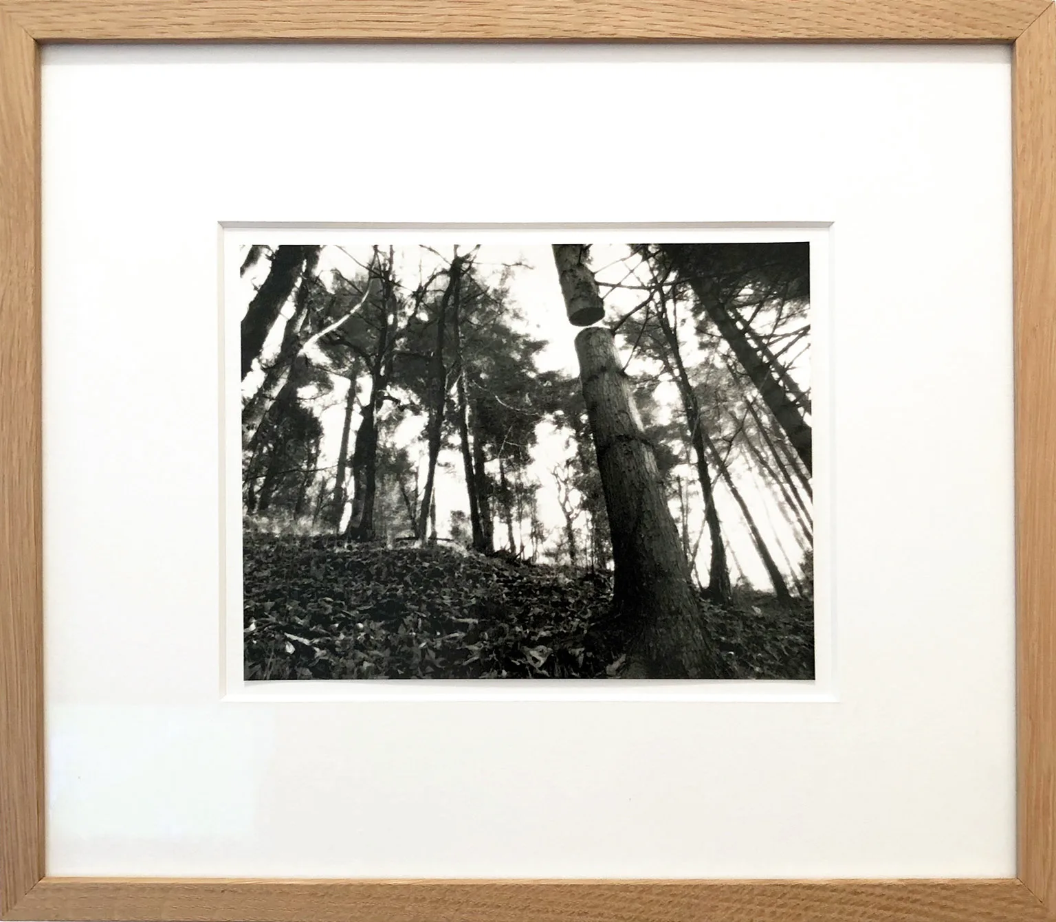 Open Tree #4