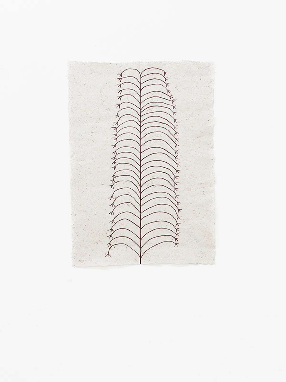 Konopo hena / Konopo palm