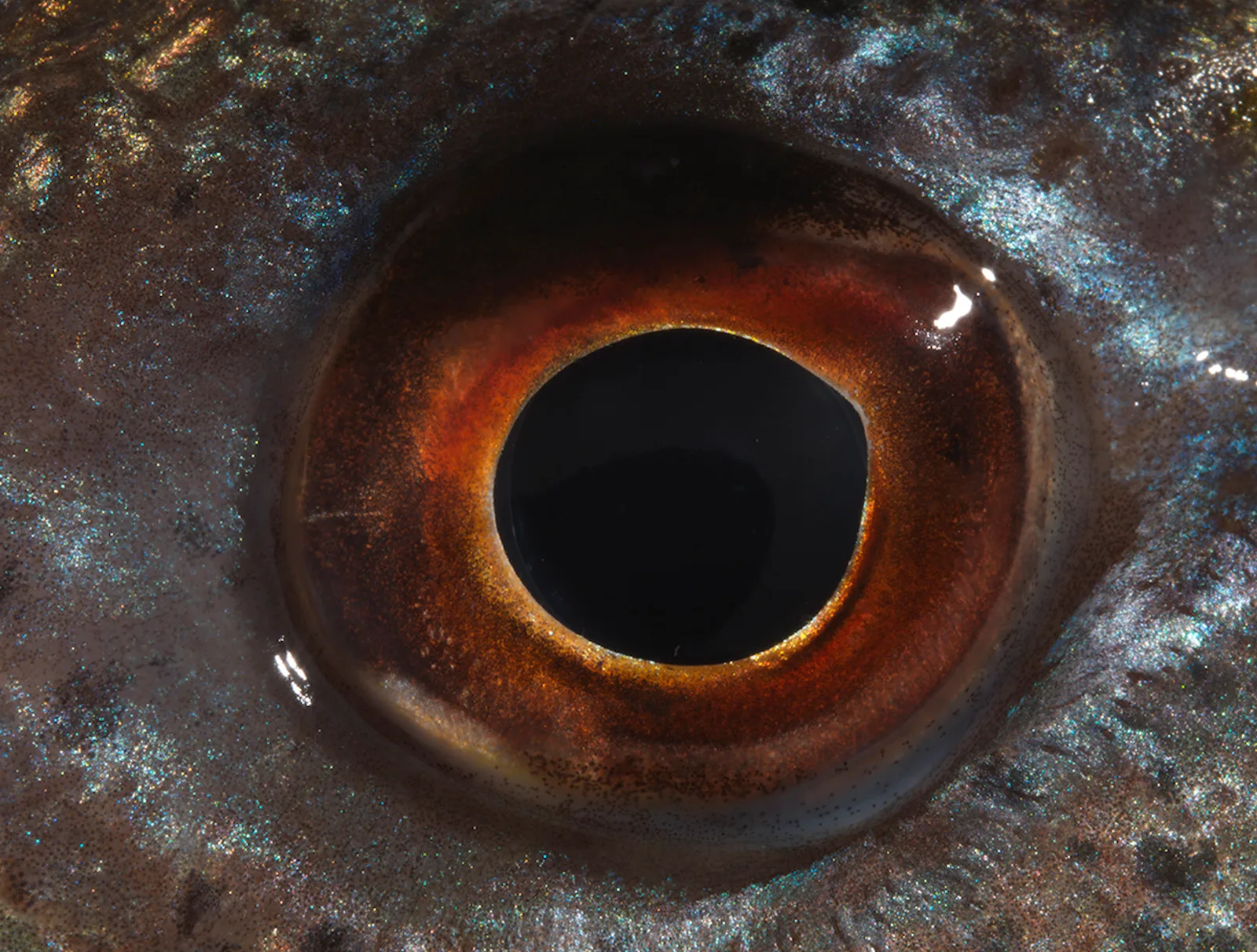 Eye