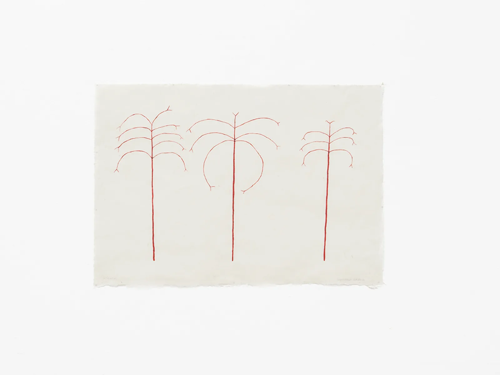 Irokirisiki / Irokiri palm