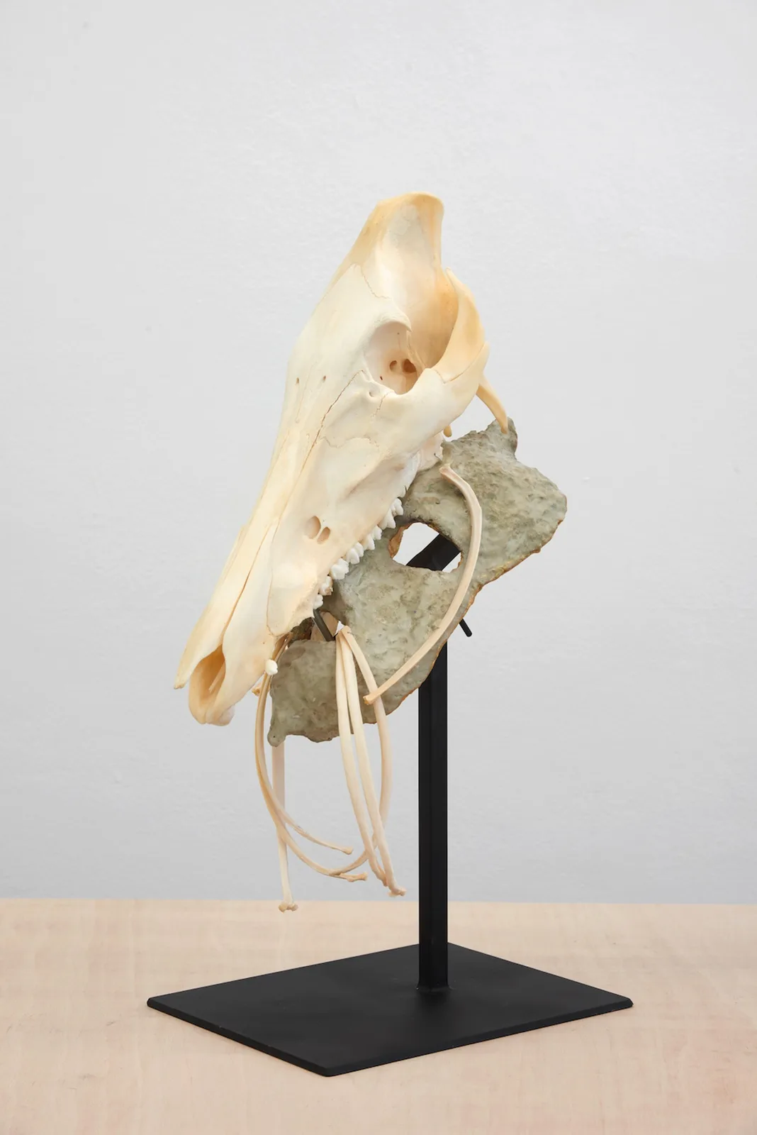 Mask with Wild Boar's Skull and Roe Deer's Ribs