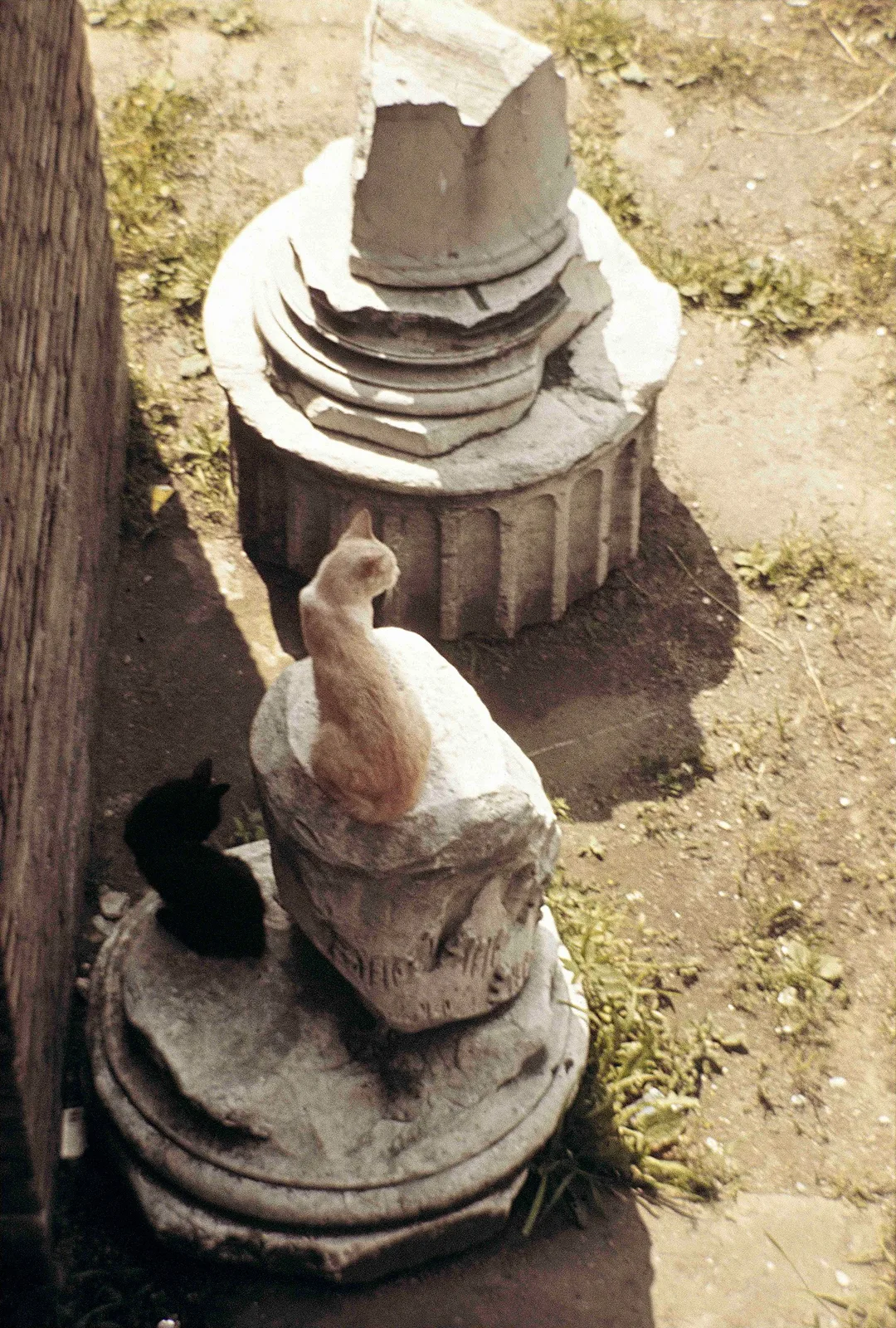 Largo Argentina (AKA Rome Cats)
