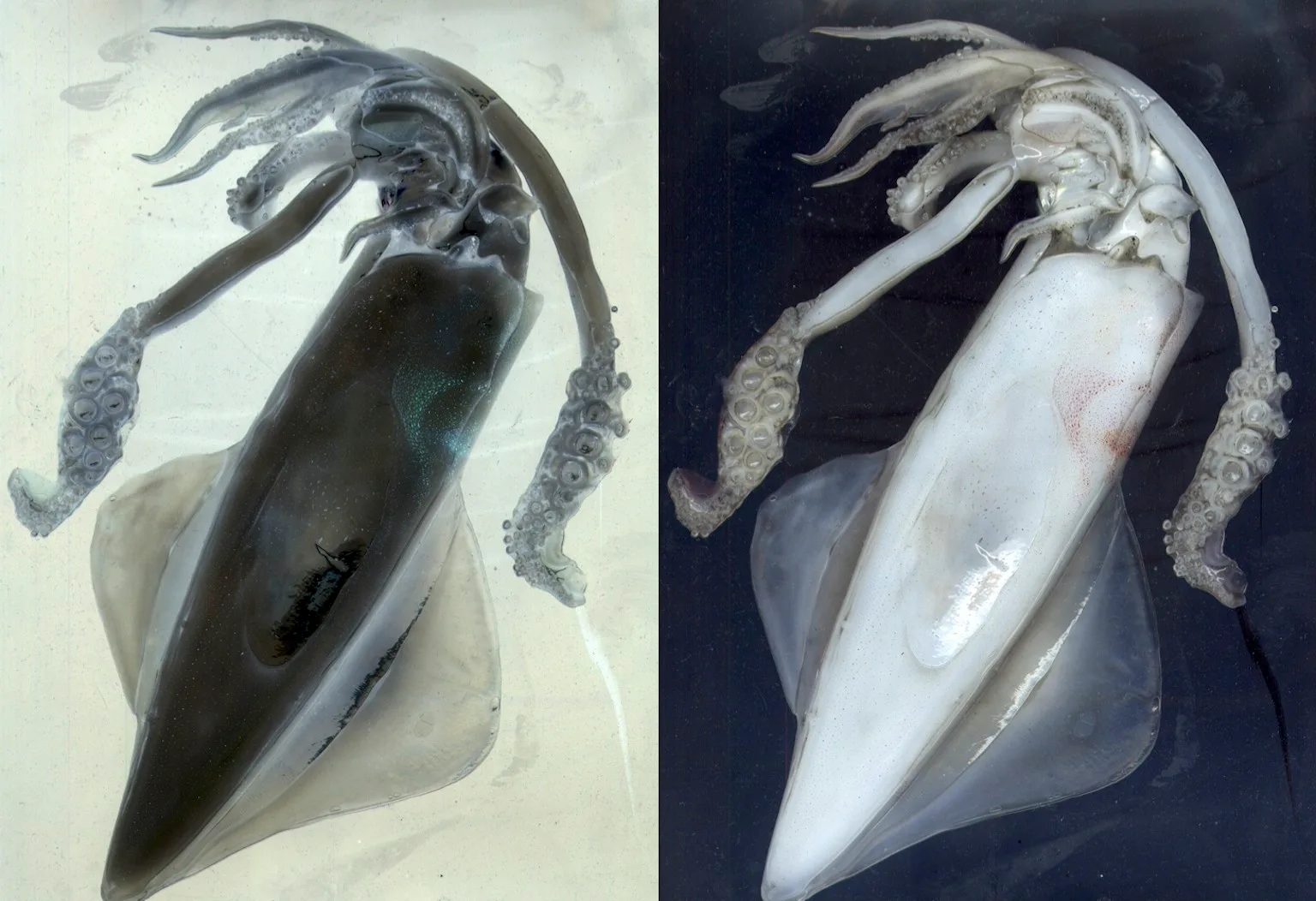 Squid Scantype