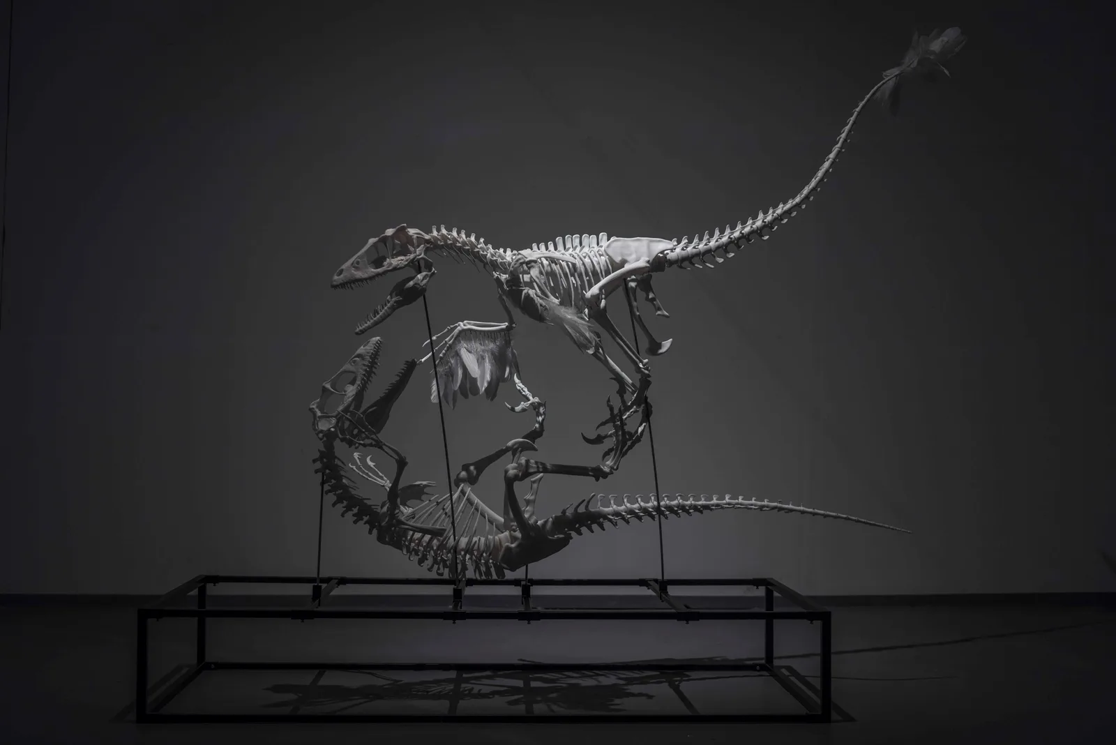 Model for Extinction Survival