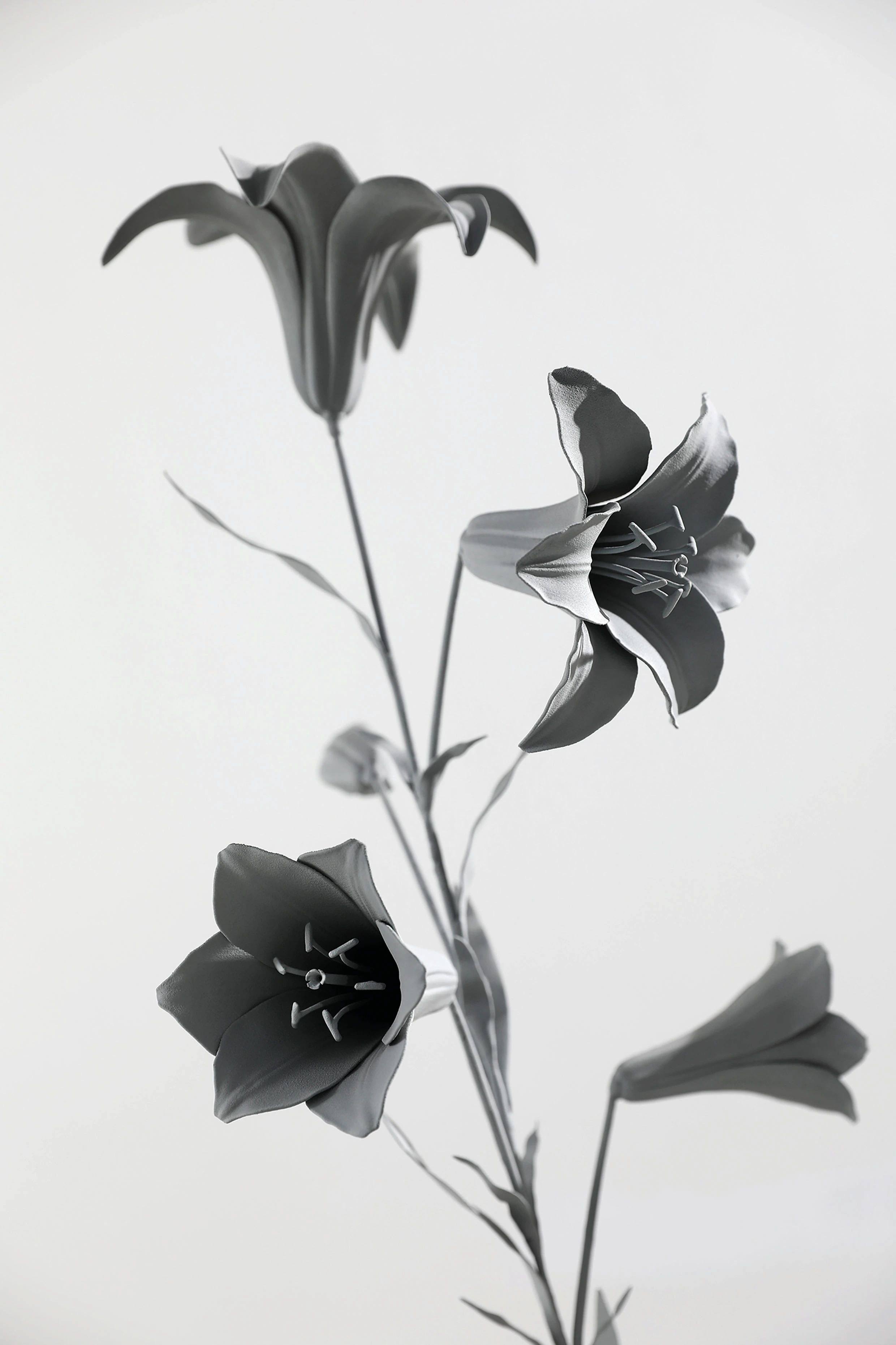 Lily
