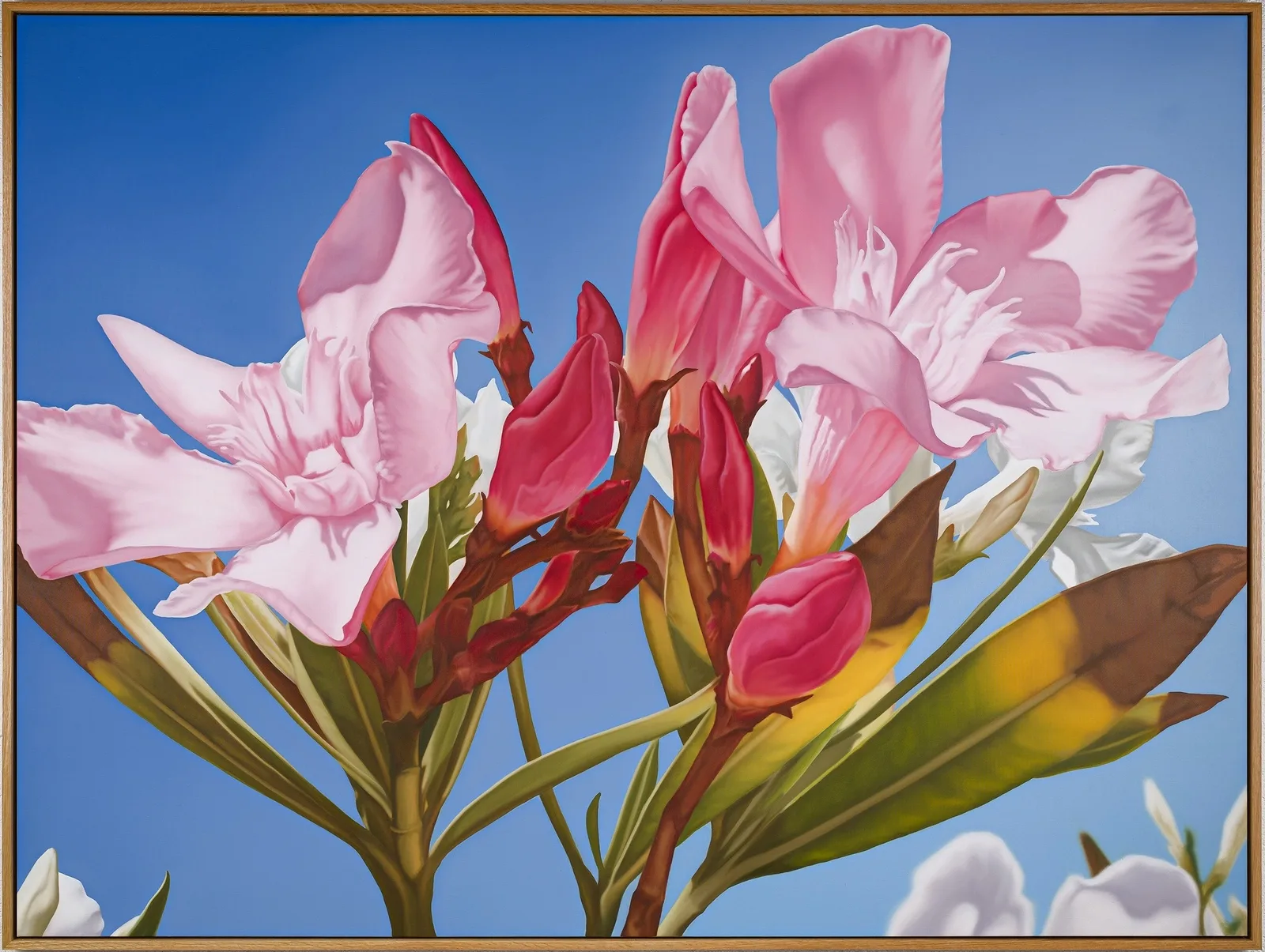 OLEANDER 3