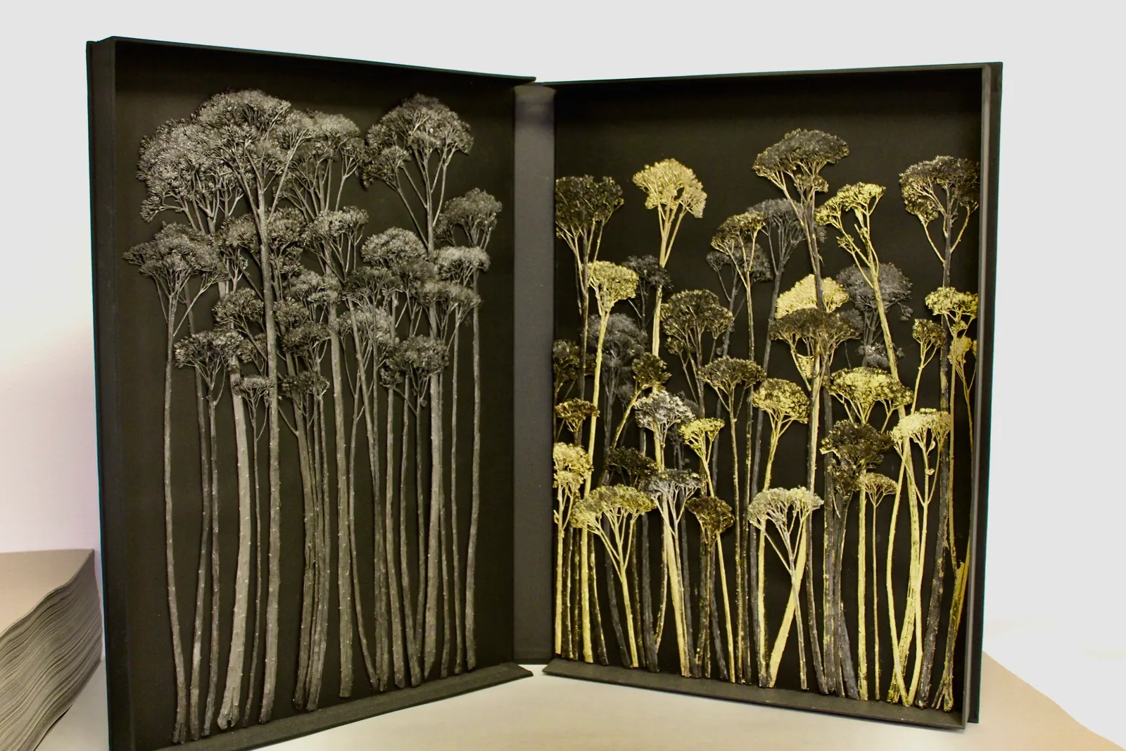Les forêts noires et d’Or