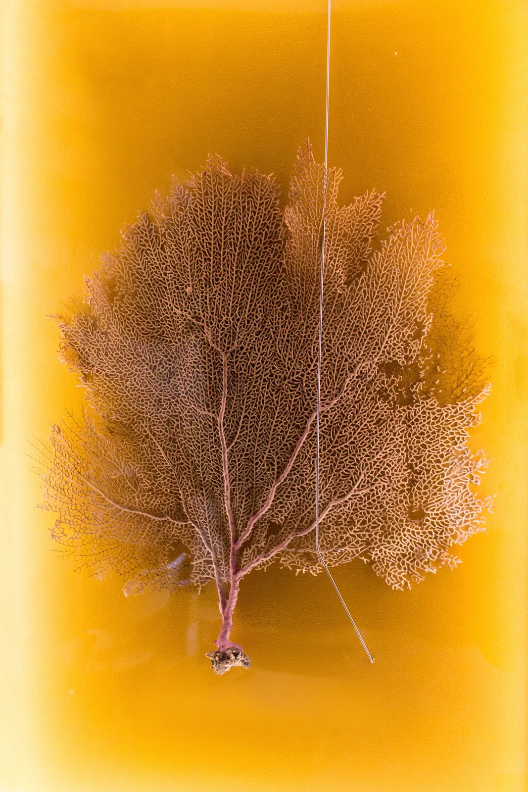 Gold Leucotomia