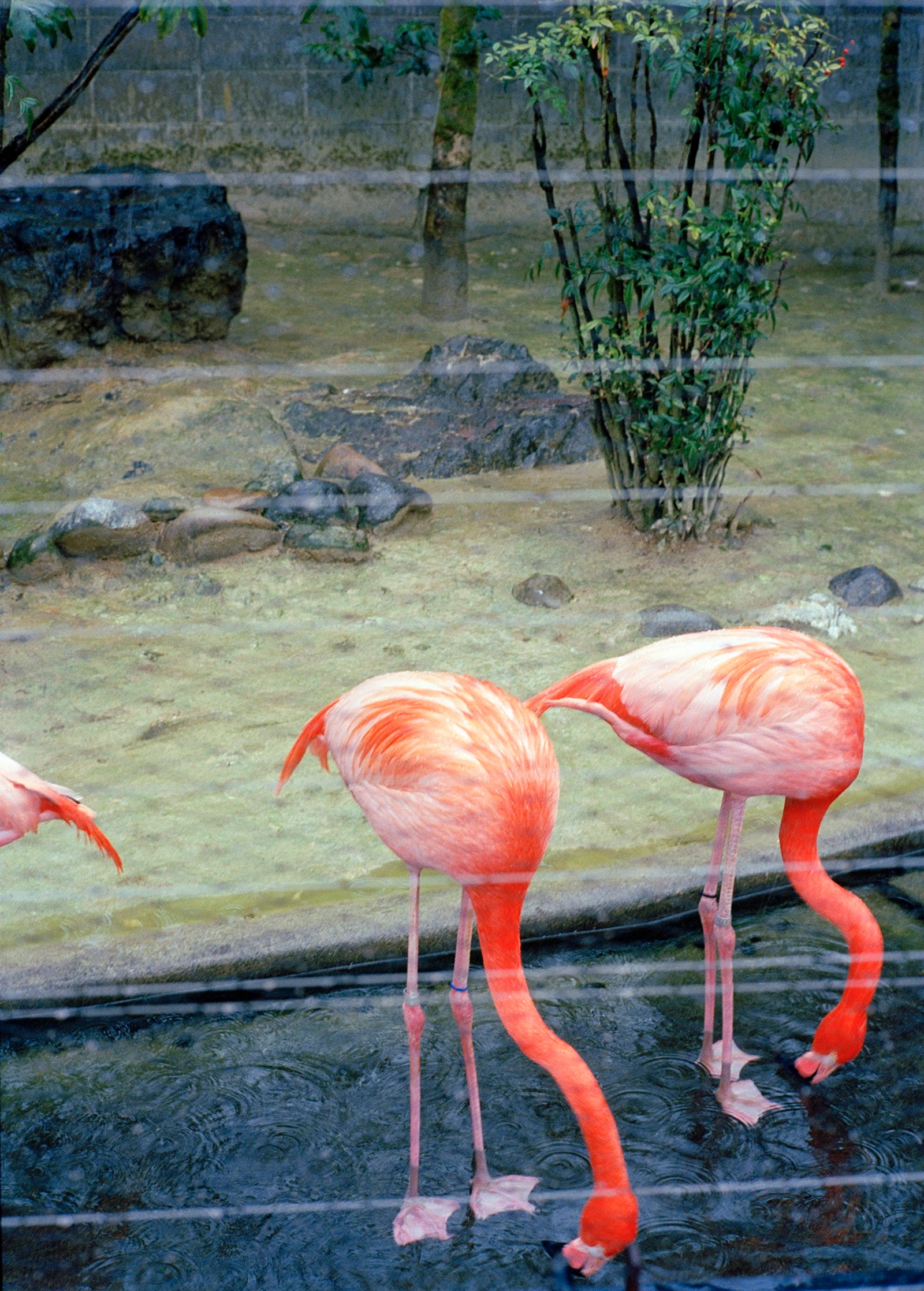 Flamingos (snow)