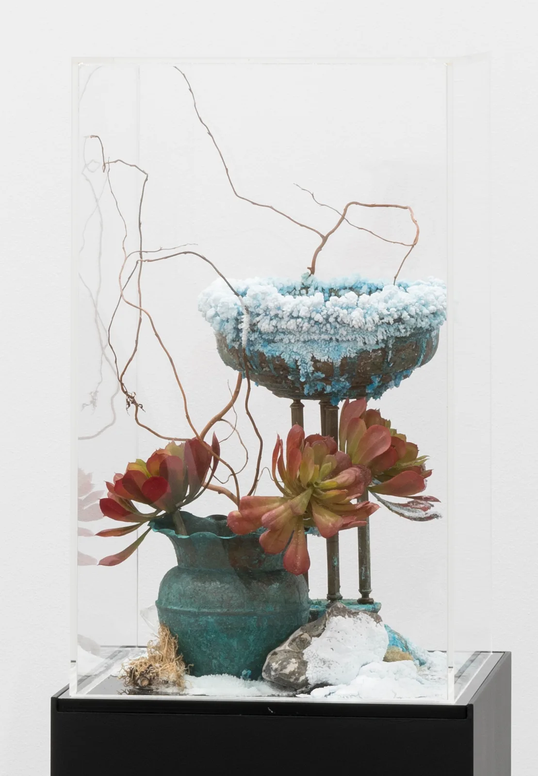 Bloom (Aqua Sancta)