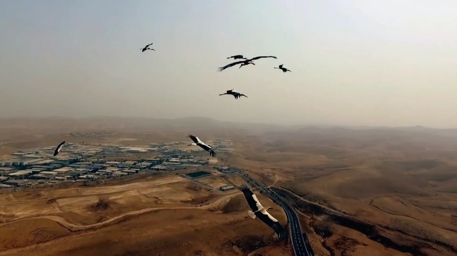 As Birds Flying