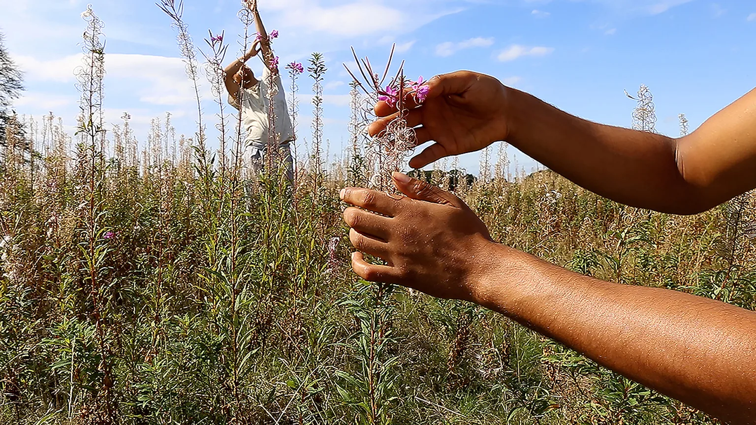 The air is subtle, various and sweet (fireweed)