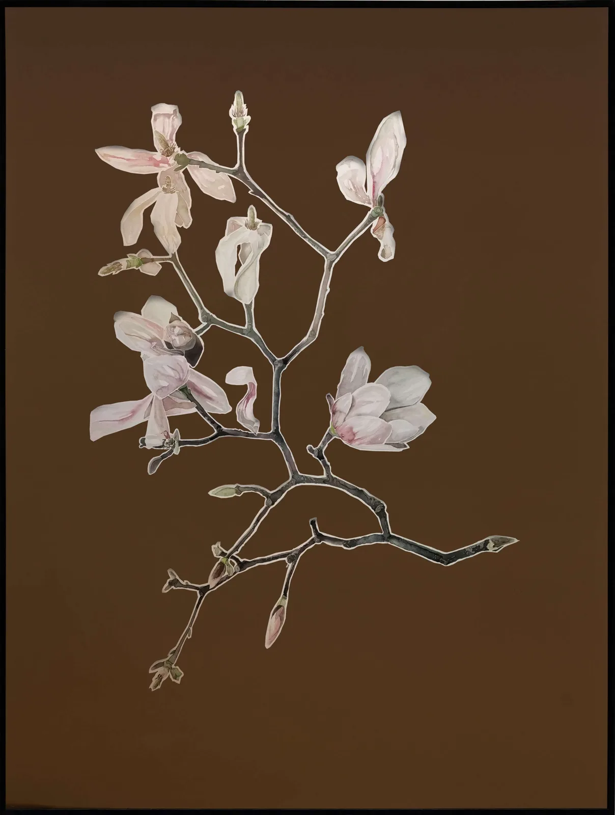 Marburg (Magnolie)