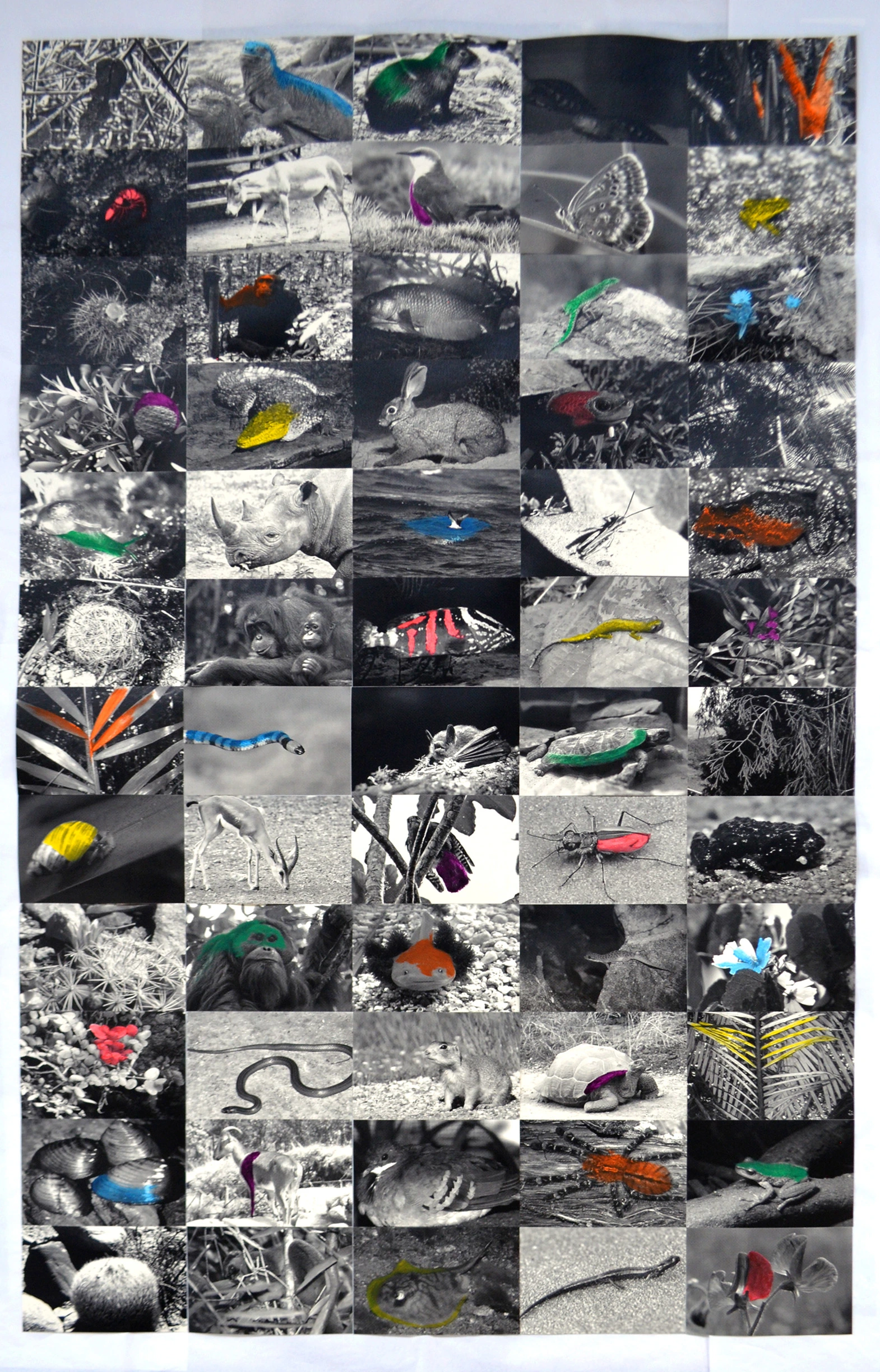 Series: Climate Species Plaintiffs