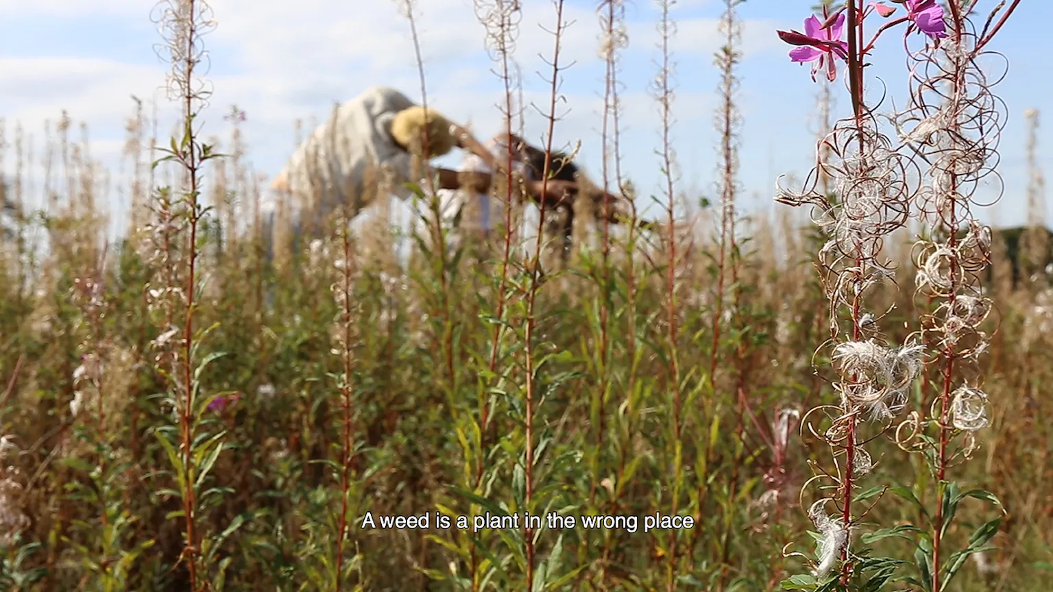 The air is subtle, various and sweet (weeds)  2020 Press.jpg