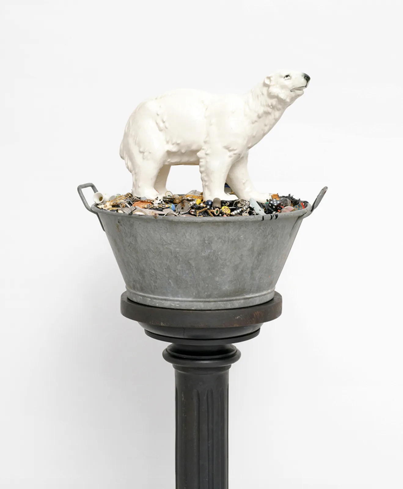Ursus maritimus