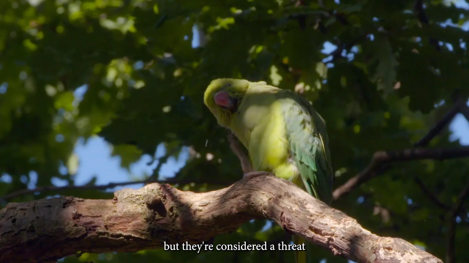 Proposal for a Parakeet's Garden