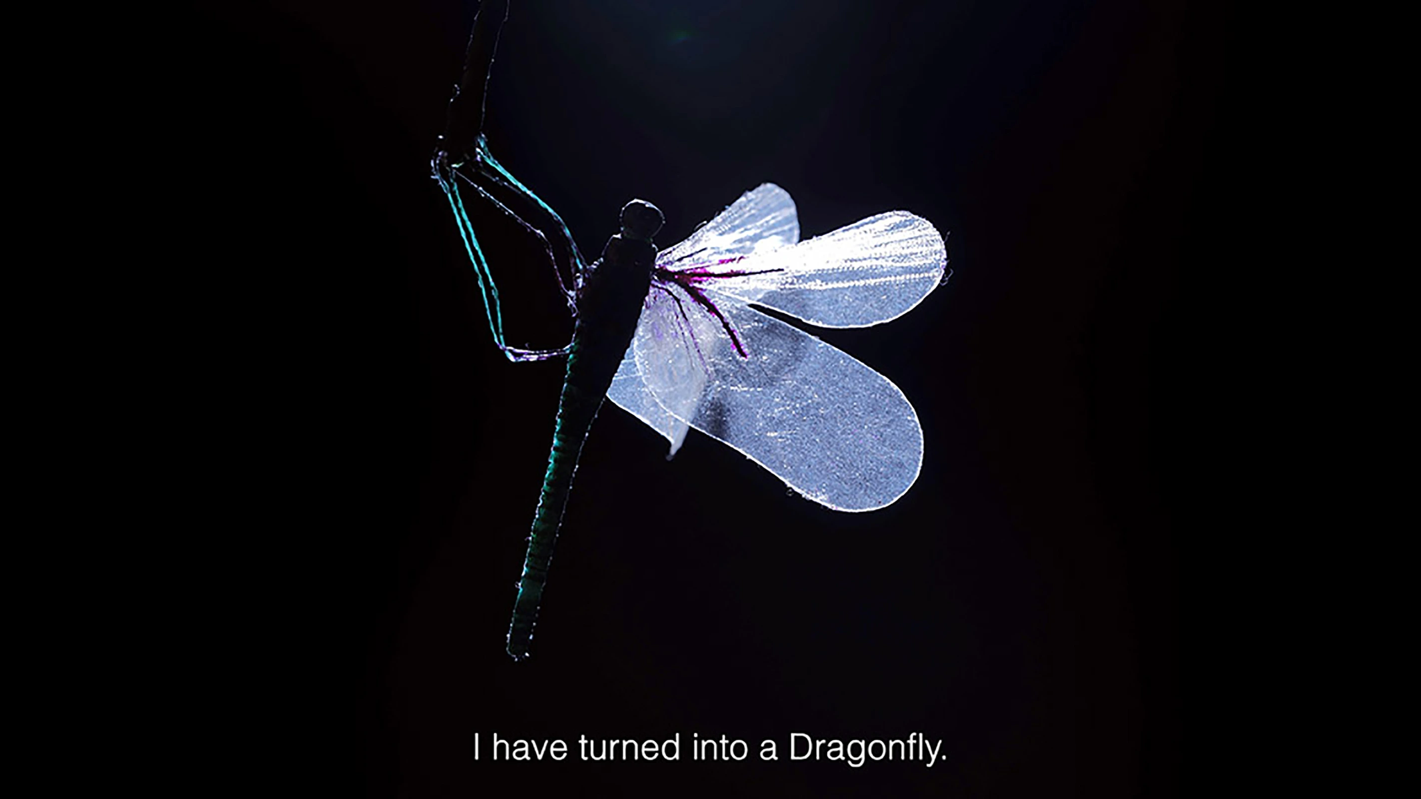 How deep can a dragonfly swim under the ocean?