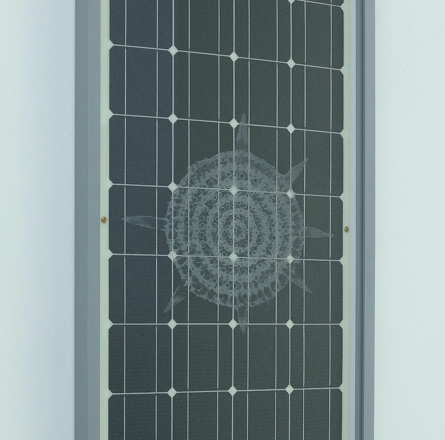 Solar Panel 005 (Stylodicta clavata)