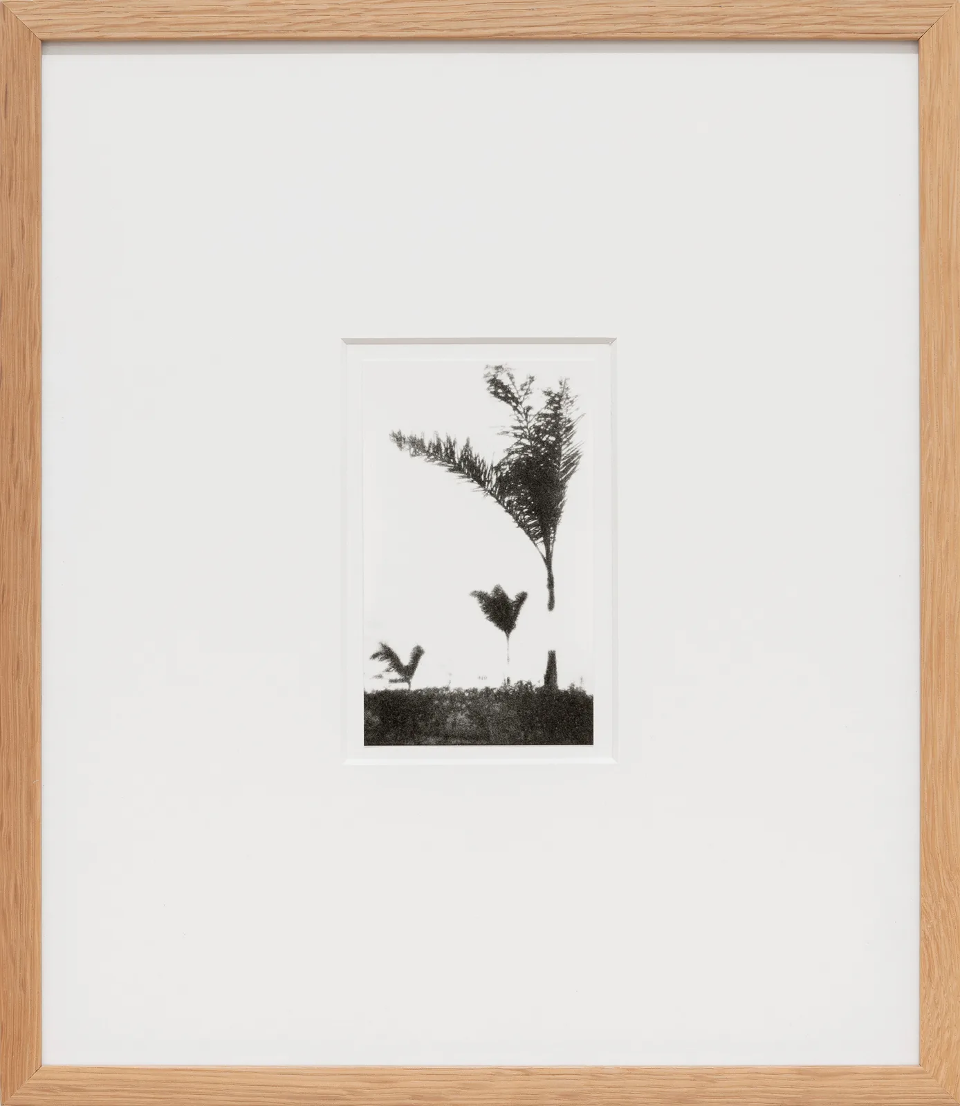 Open Tree #1
