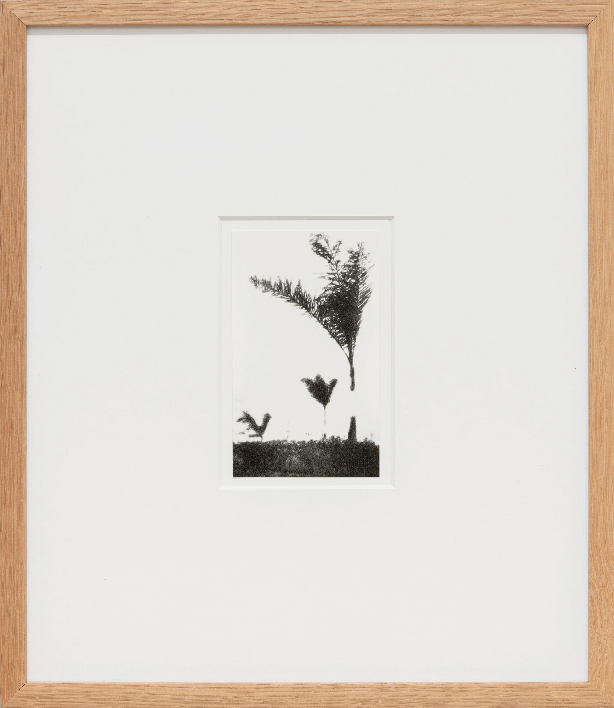 Open Tree #1