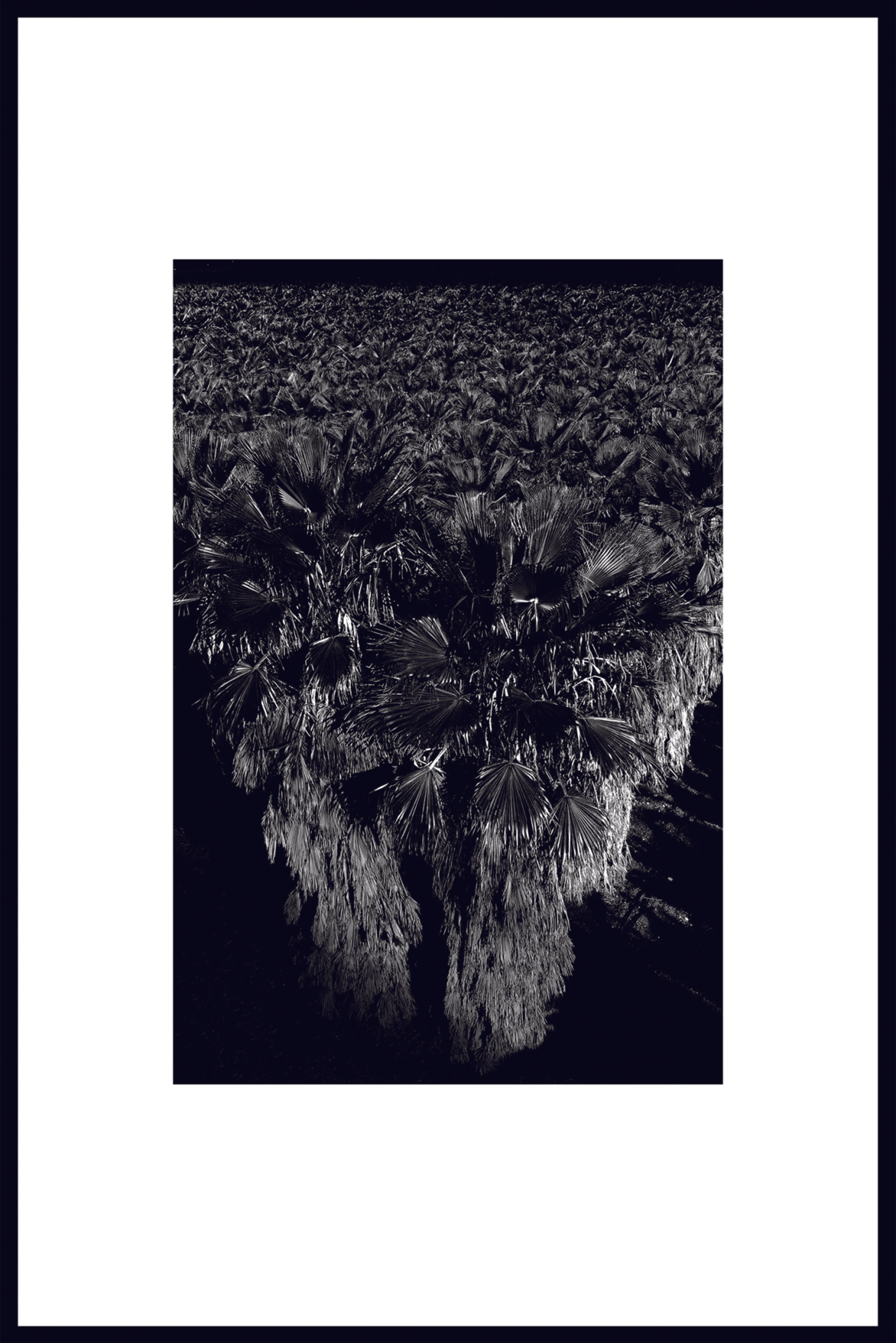 Washingtonia robusta #5896