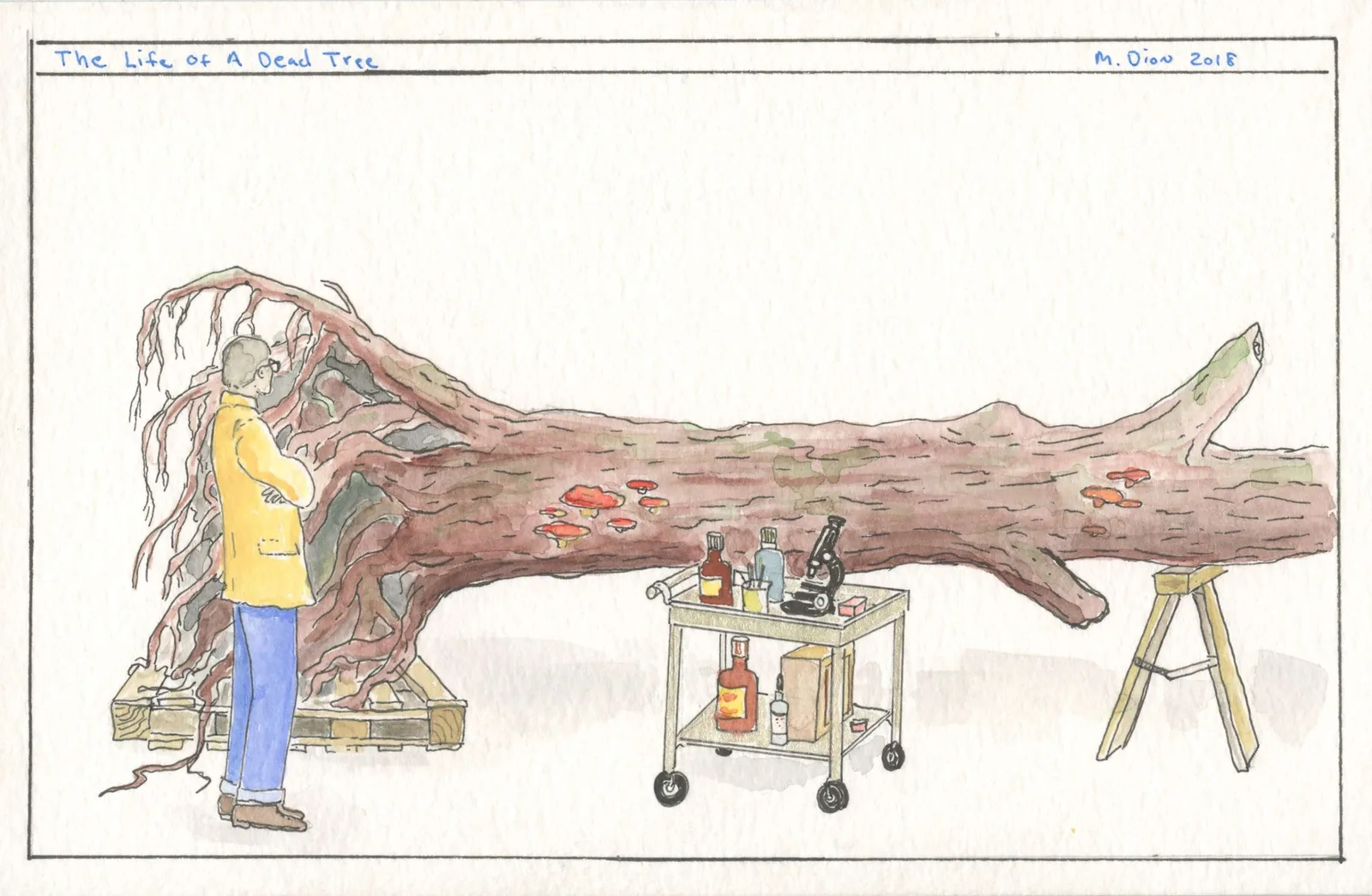 The Life of A Dead Tree