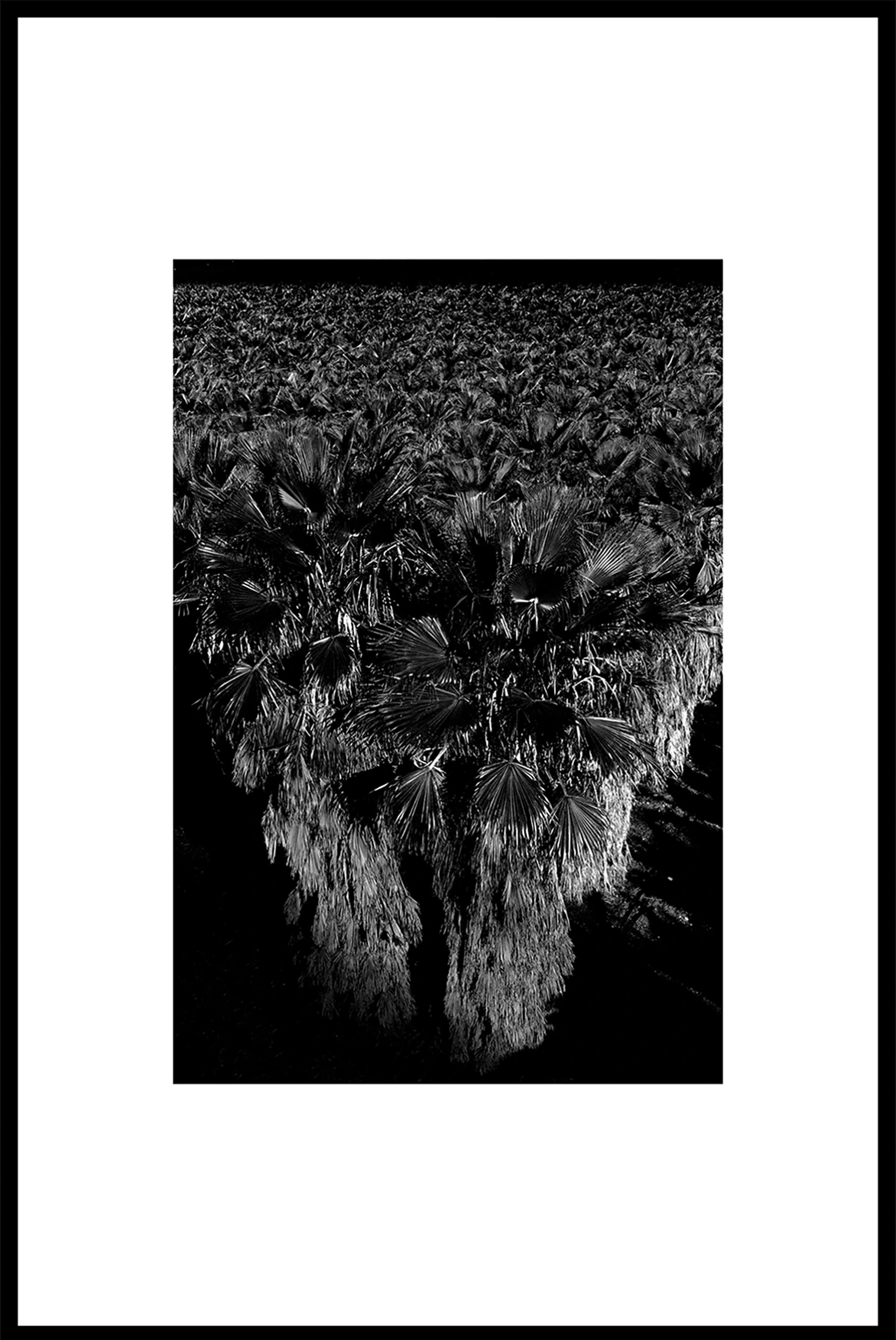 Washingtonia robusta #5896